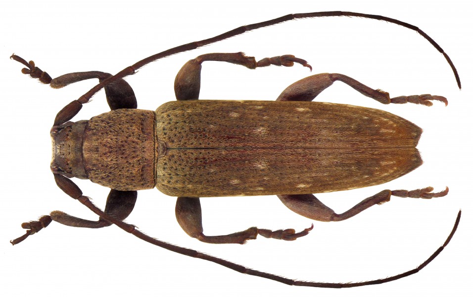 Sybra modesta (Pascoe, 1865) male (4303597871)
