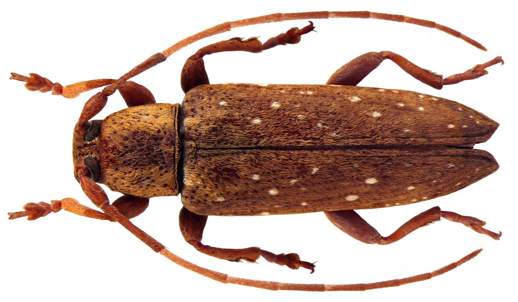 Sybra ochraceicollis Breuning, 1940 female (4624796896)