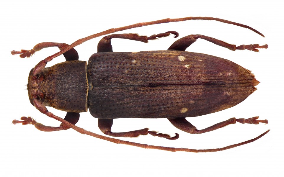 Sybra patrua Pascoe, 1865 female (4548505218)