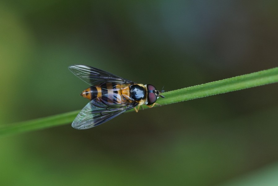 Syrphid fly 04776