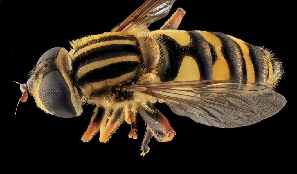 Syrphid Fly, back, MD, Beltsville 2013-09-28-17.31.57 ZS PMax (9991036704)
