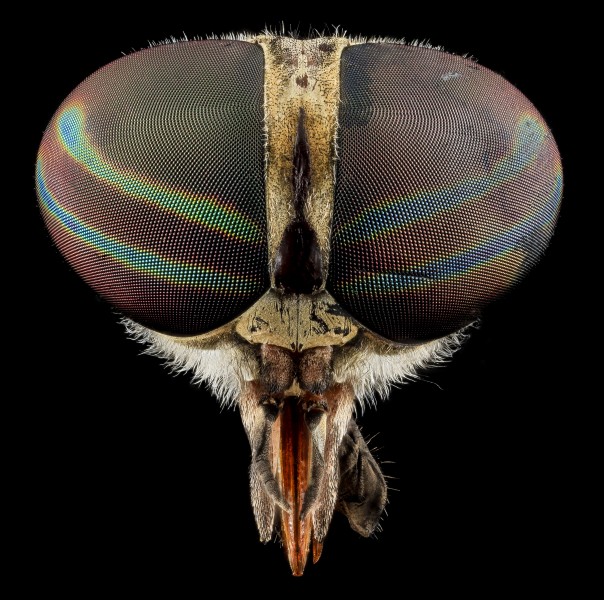 Tabanus Fly, U, Face 2013-07-01-15.56.26 ZS PMax (9187893782)