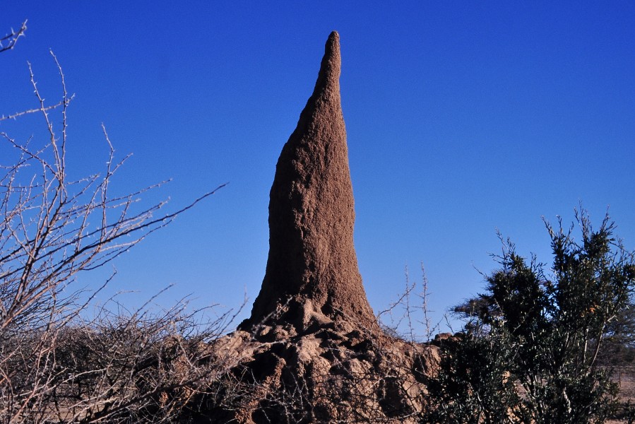 Termite's nest