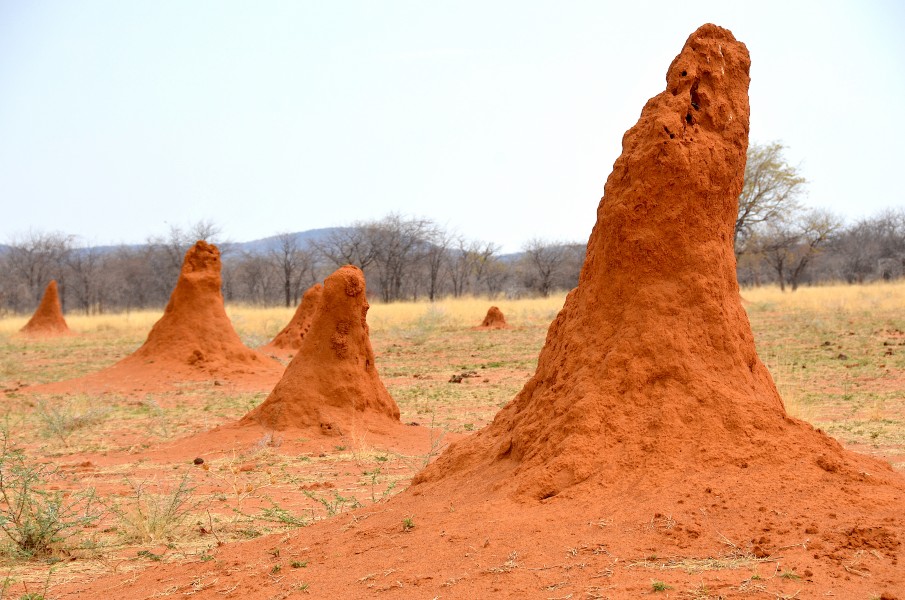 Termitenhügel Namibia