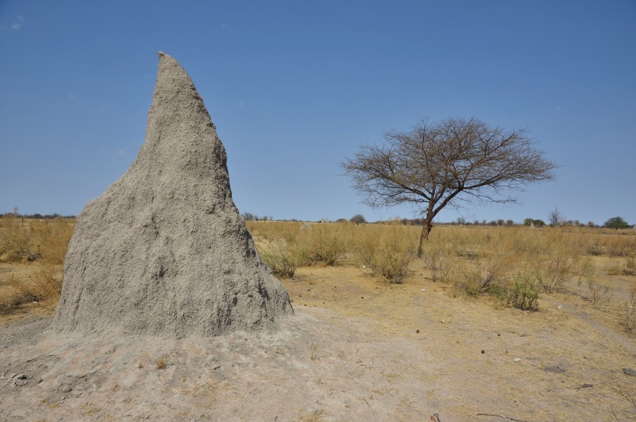 Termitiště - Namibie - panoramio