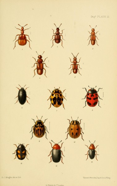 The Coleoptera of the British islands (8552523818)