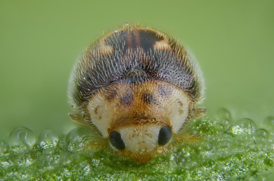The smallest ladybird in Europe ... (7263755186)