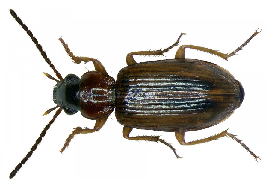 Trichocellus placidus (Gyllenhal, 1827) (2934604993)