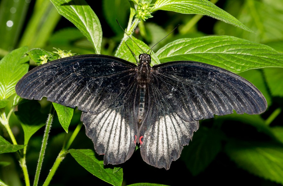 Unidentified Butterfly in Naturospace Honfleur -7175