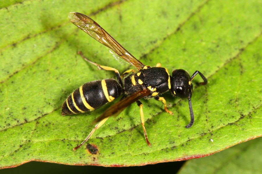 Wasp - Ancistrocerus adabiatus, Coldstream, British Columbia