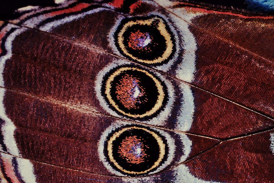 Wing of a butterfly1