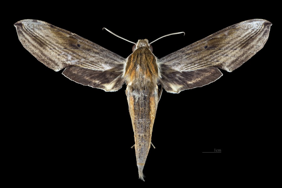 Xylophanes dolius MHNT CUT 2010 0 286 San Miguel - Napo Ecuador female dorsal