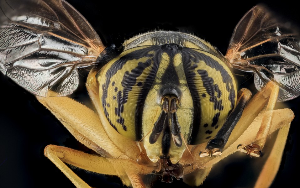 Yellow Jacket Mimic Fly, U, Face, MD, Cecil County 2013-07-31-20.34.08 ZS PMax (9423109362)