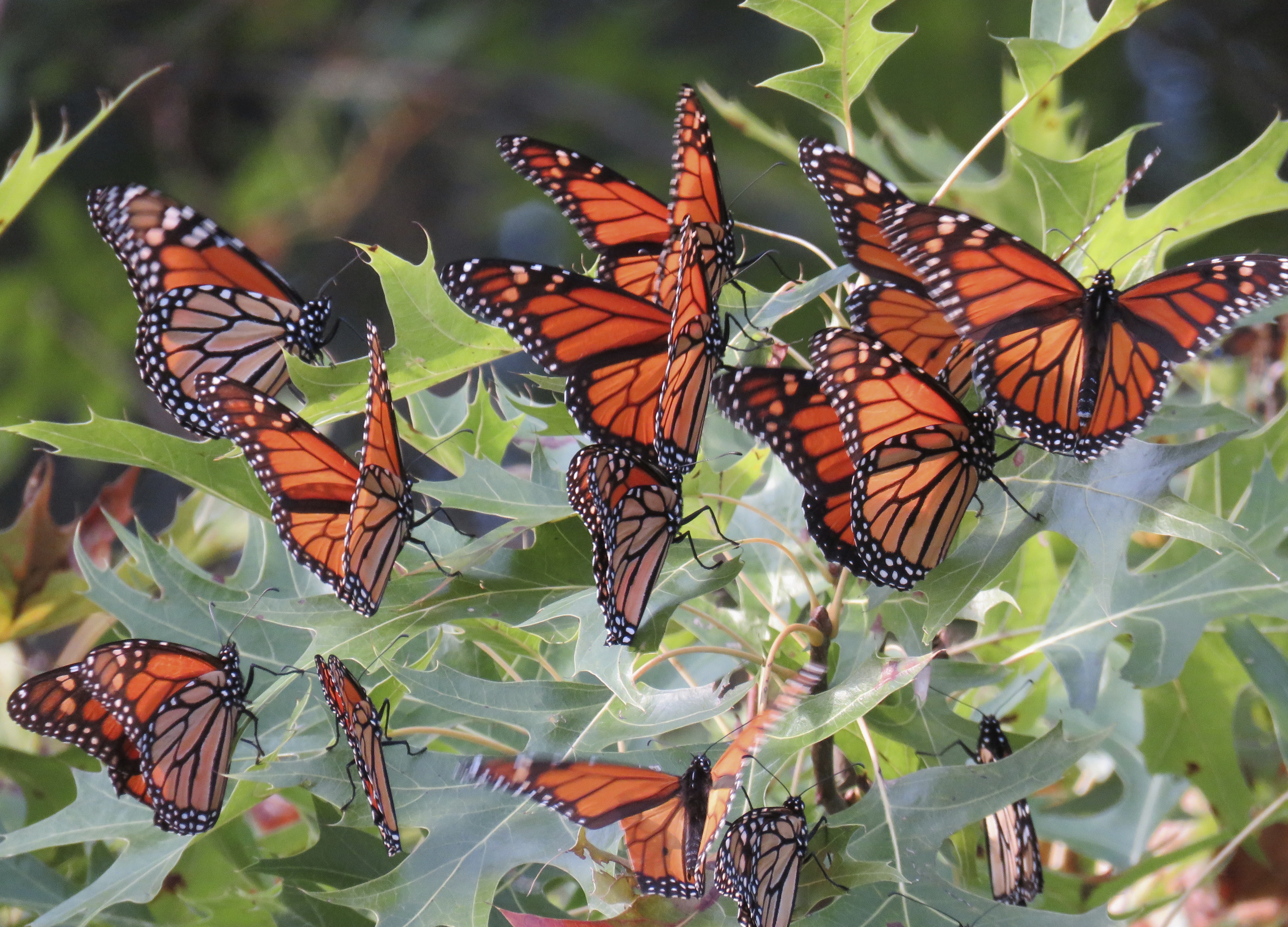 Roosting Monarch Butterflies (37043659021)