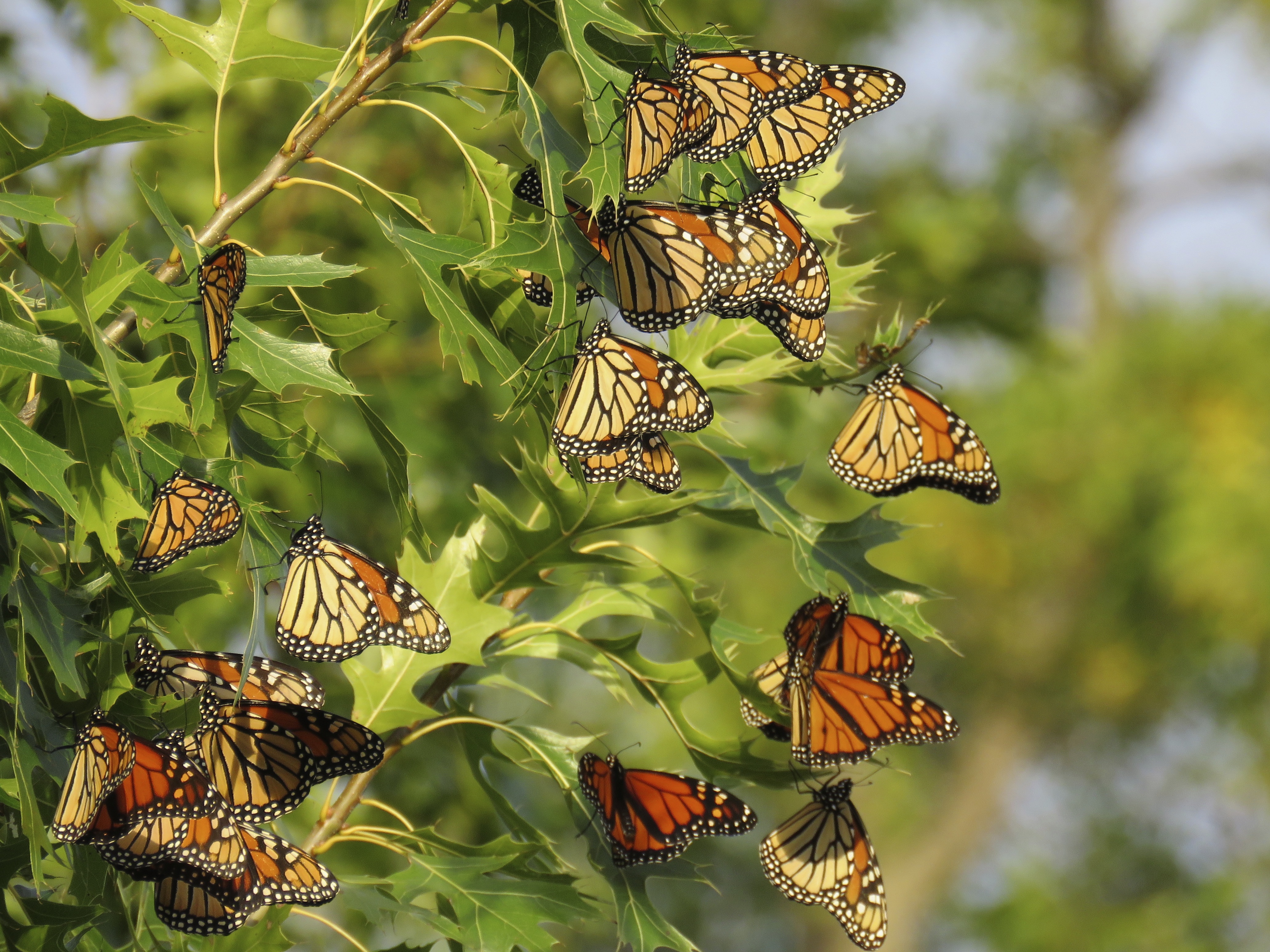 Roosting Monarch Butterflies (37043661991)