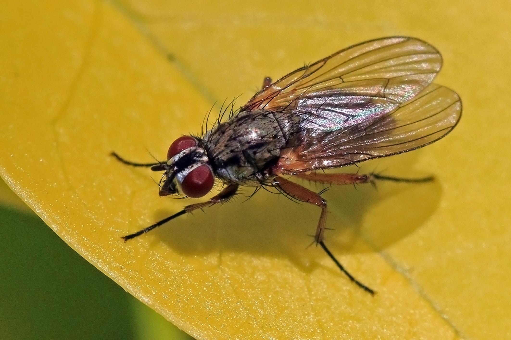 Root-maggot fly (Hydrophoria linogrisea)