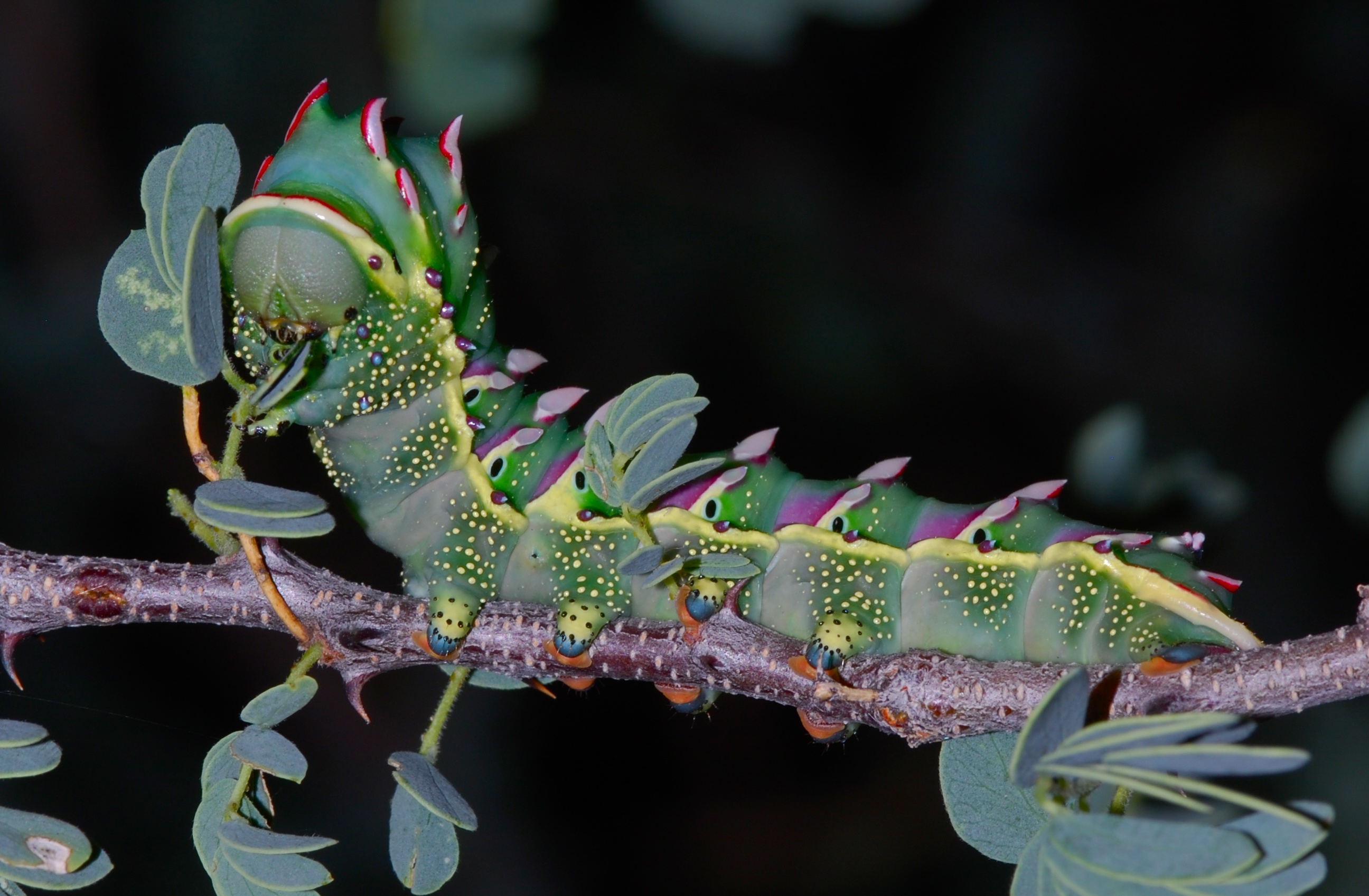 Saturnid Caterpillar (Heniocha dyops) (6860220966)