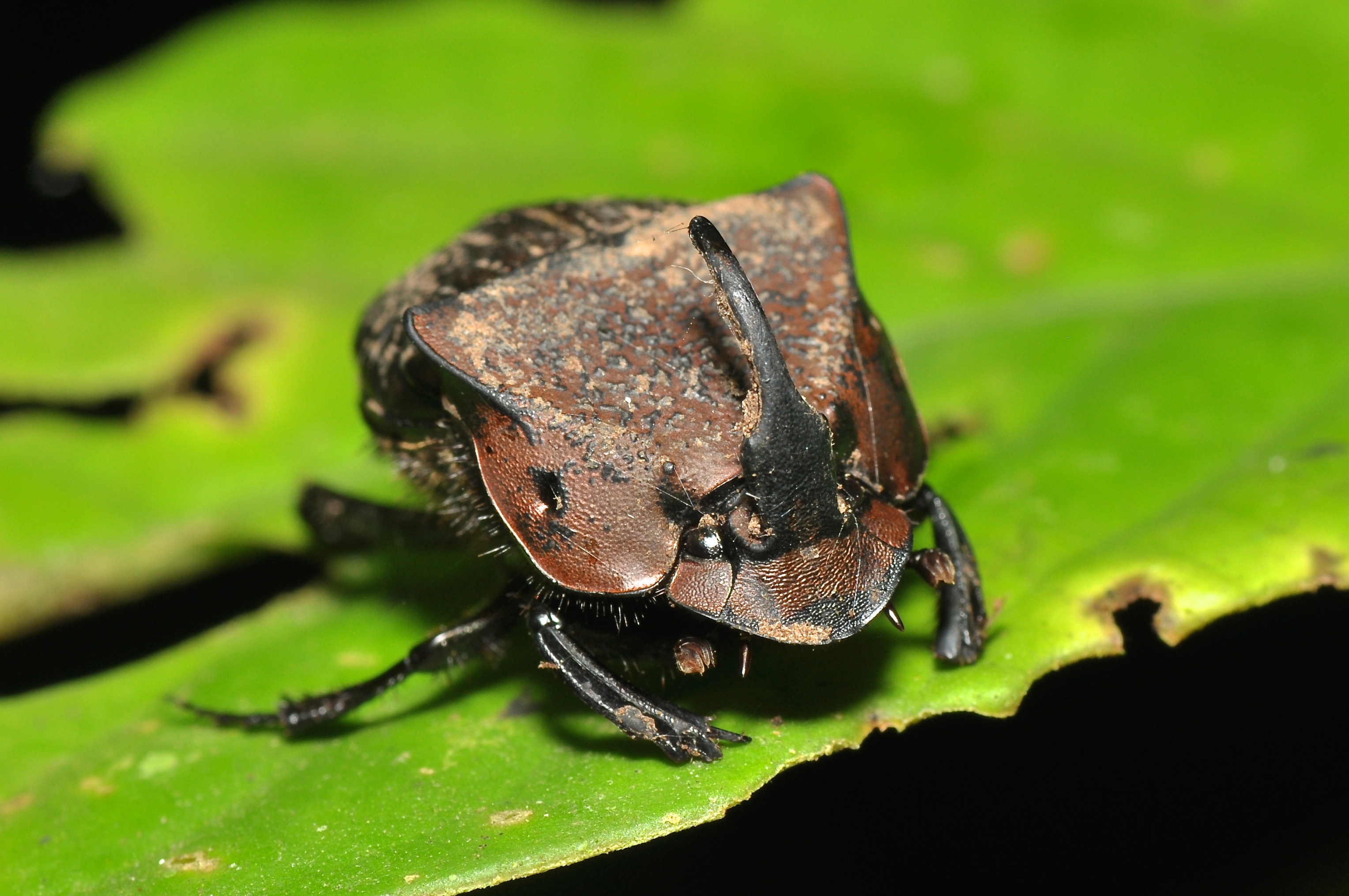Scarabaeidae (15430704607)