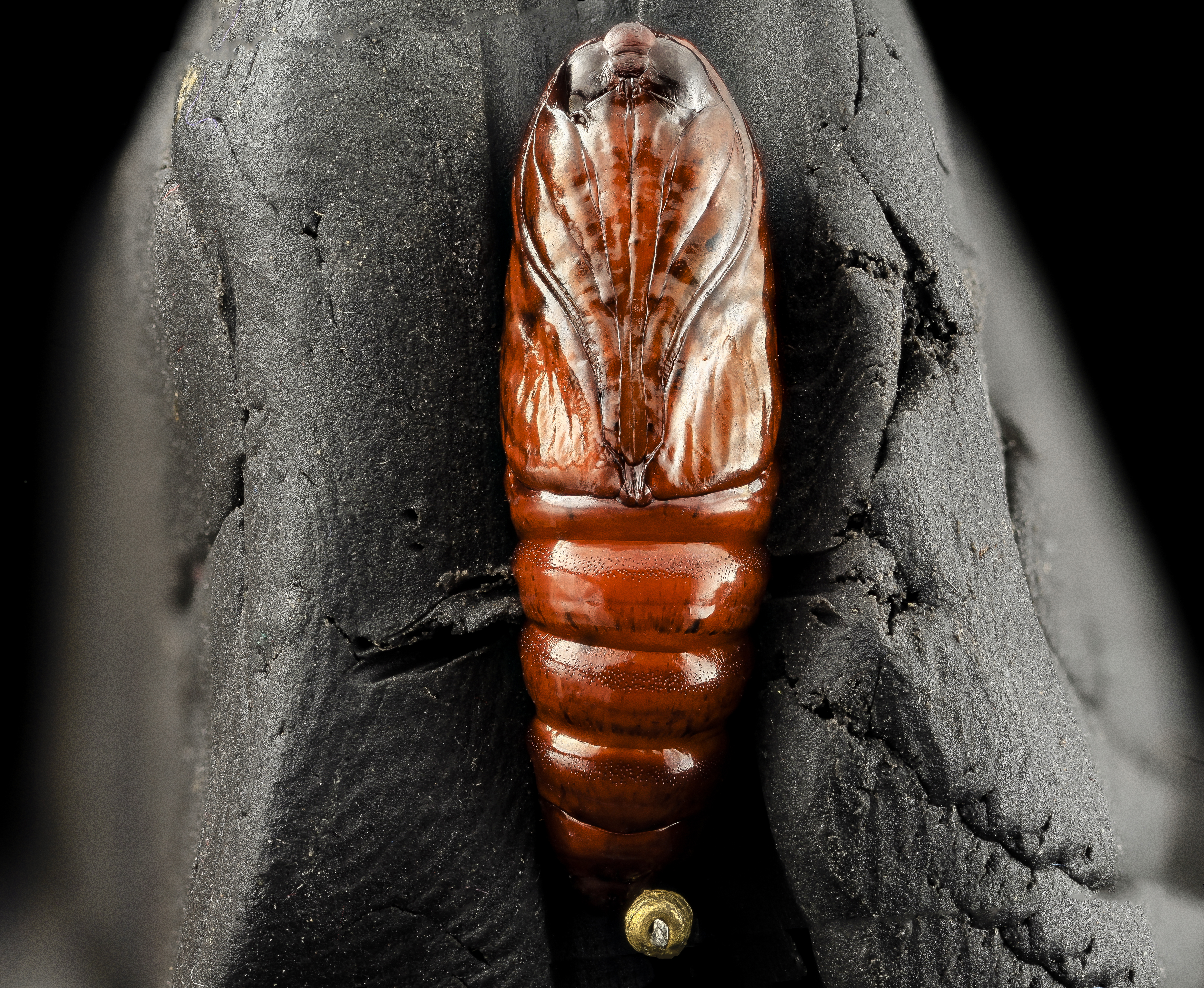 Southern armyworm pupae, underside 2014-06-04-18.34.00 ZS PMax (15316096994)