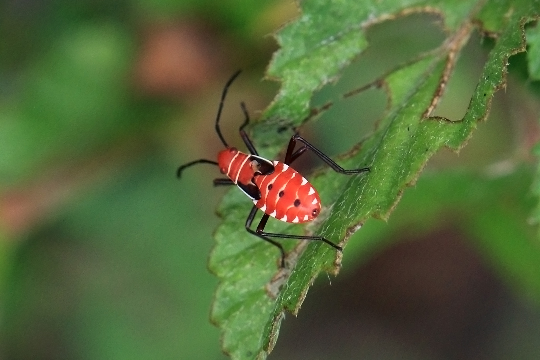 St Andrew's cotton stainer (Dysdercus andreae) nymph