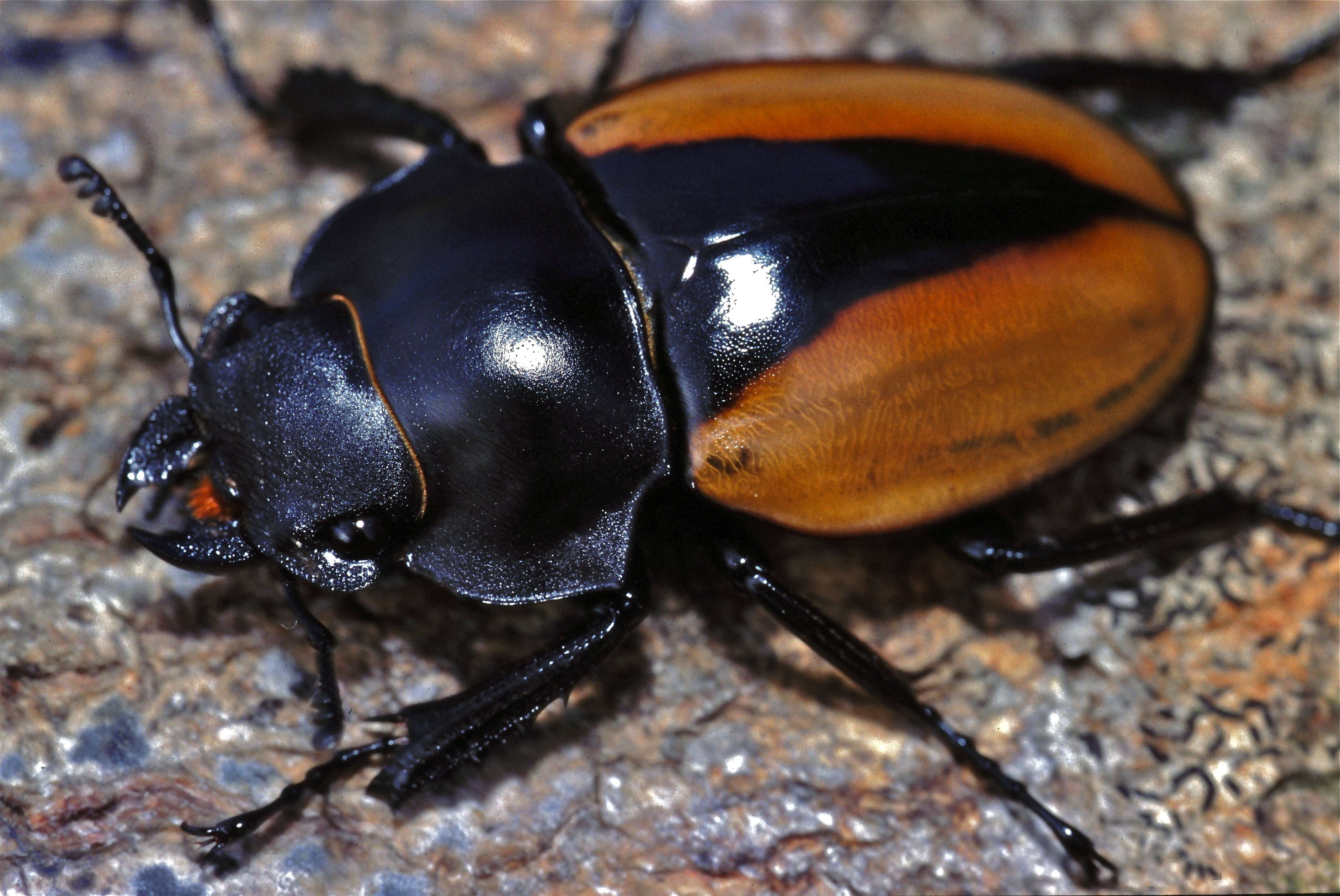 Stag Beetle (Odontolabis mouhoti elegans) female (7783954848)