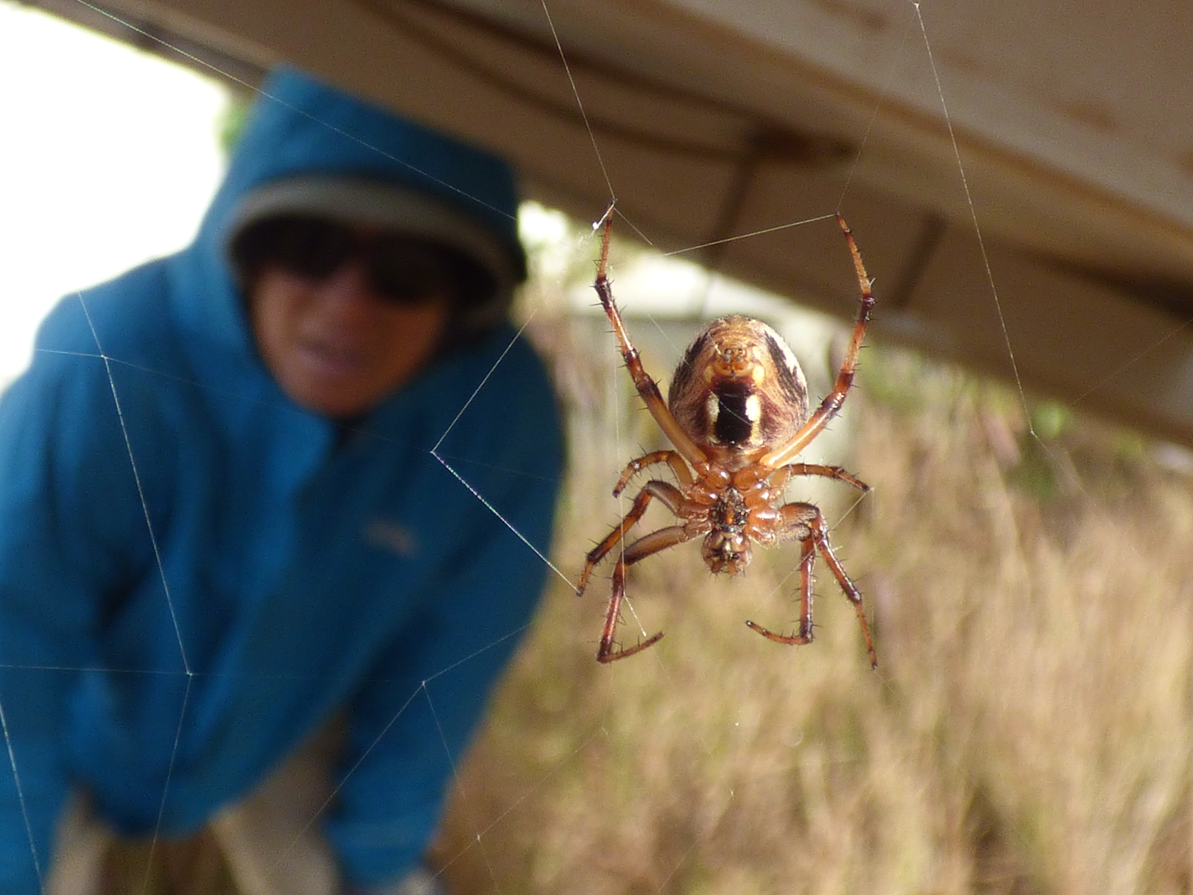 Starr-161214-0559-Leucaena leucocephala-Argiope spider with Kim-Lua Makika-Kahoolawe (32312233382)
