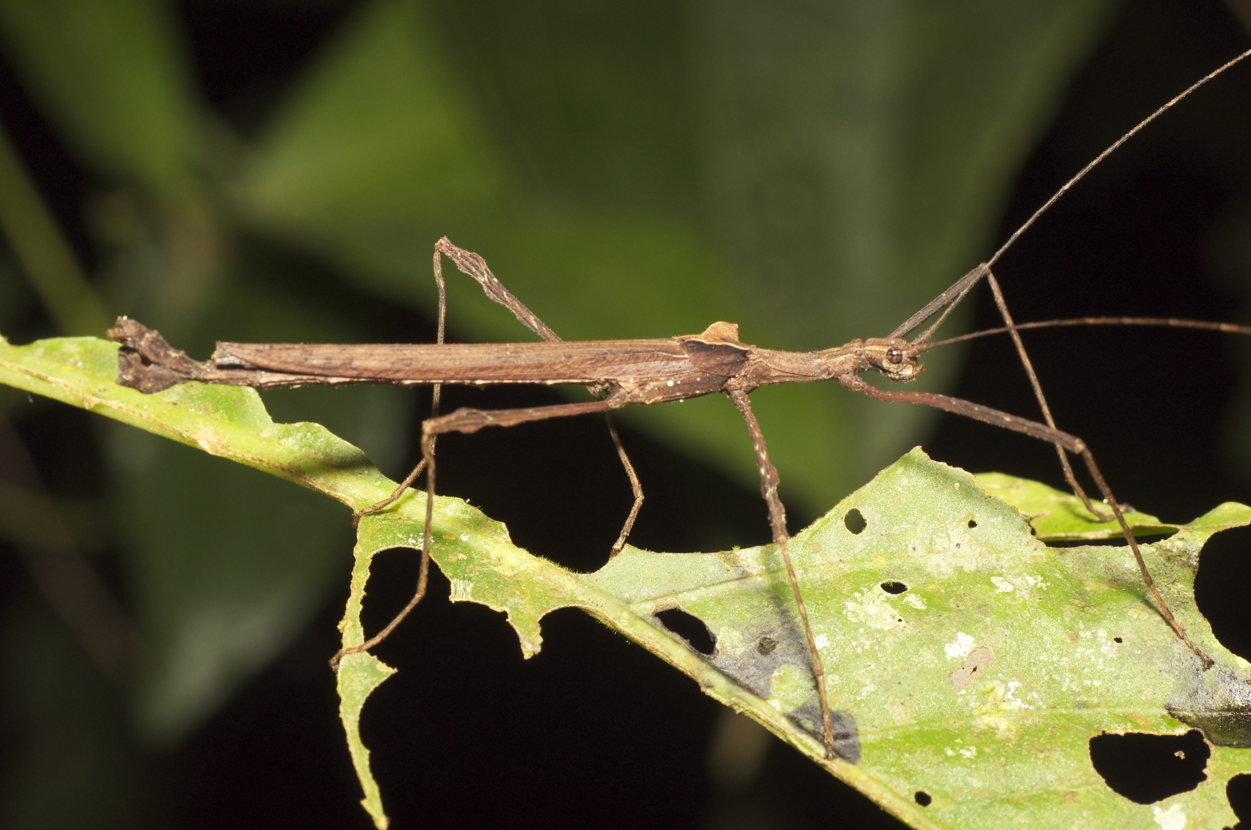 Stick insect (15048094723)