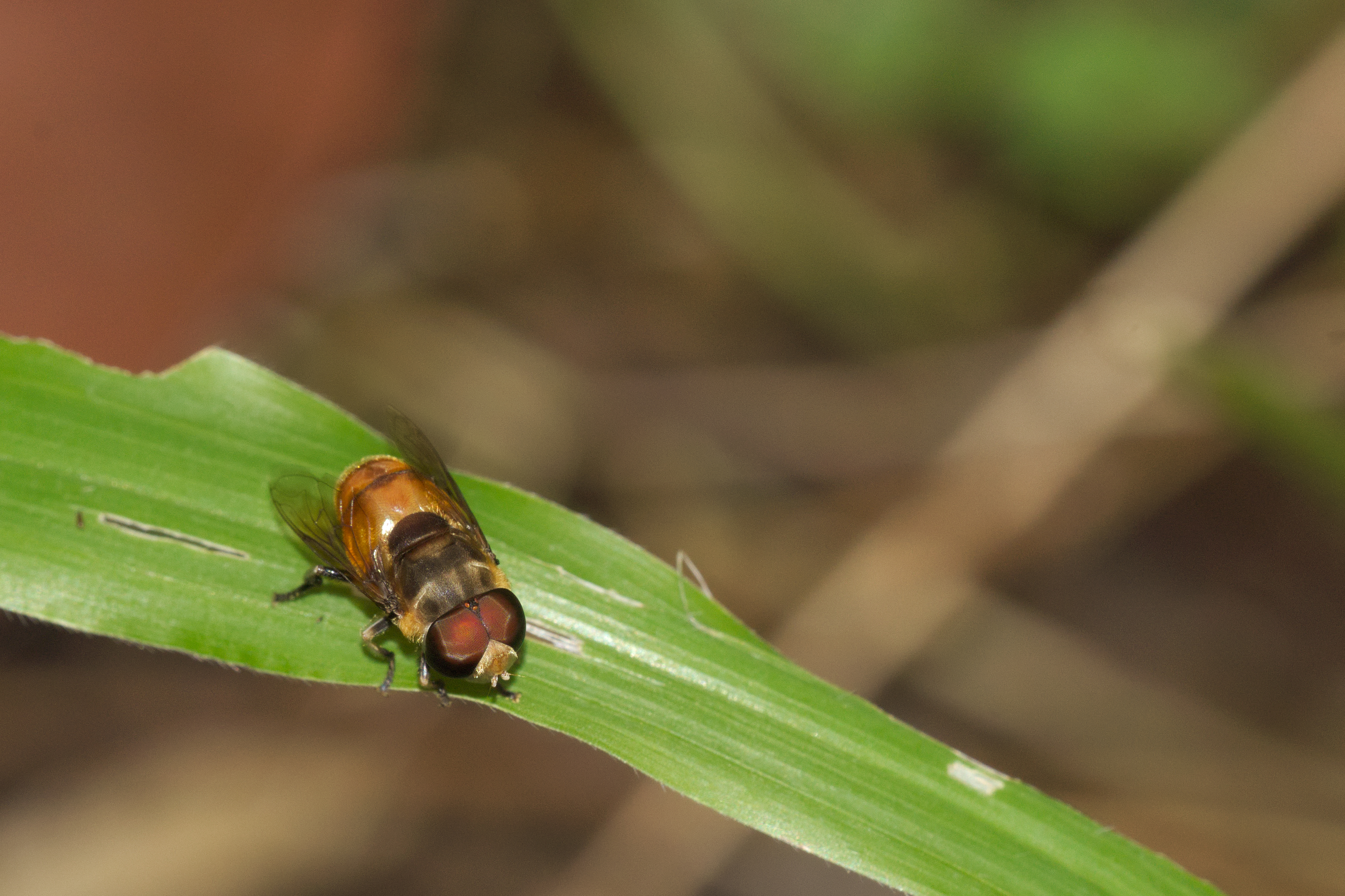 Syrphidae at Kadavoor