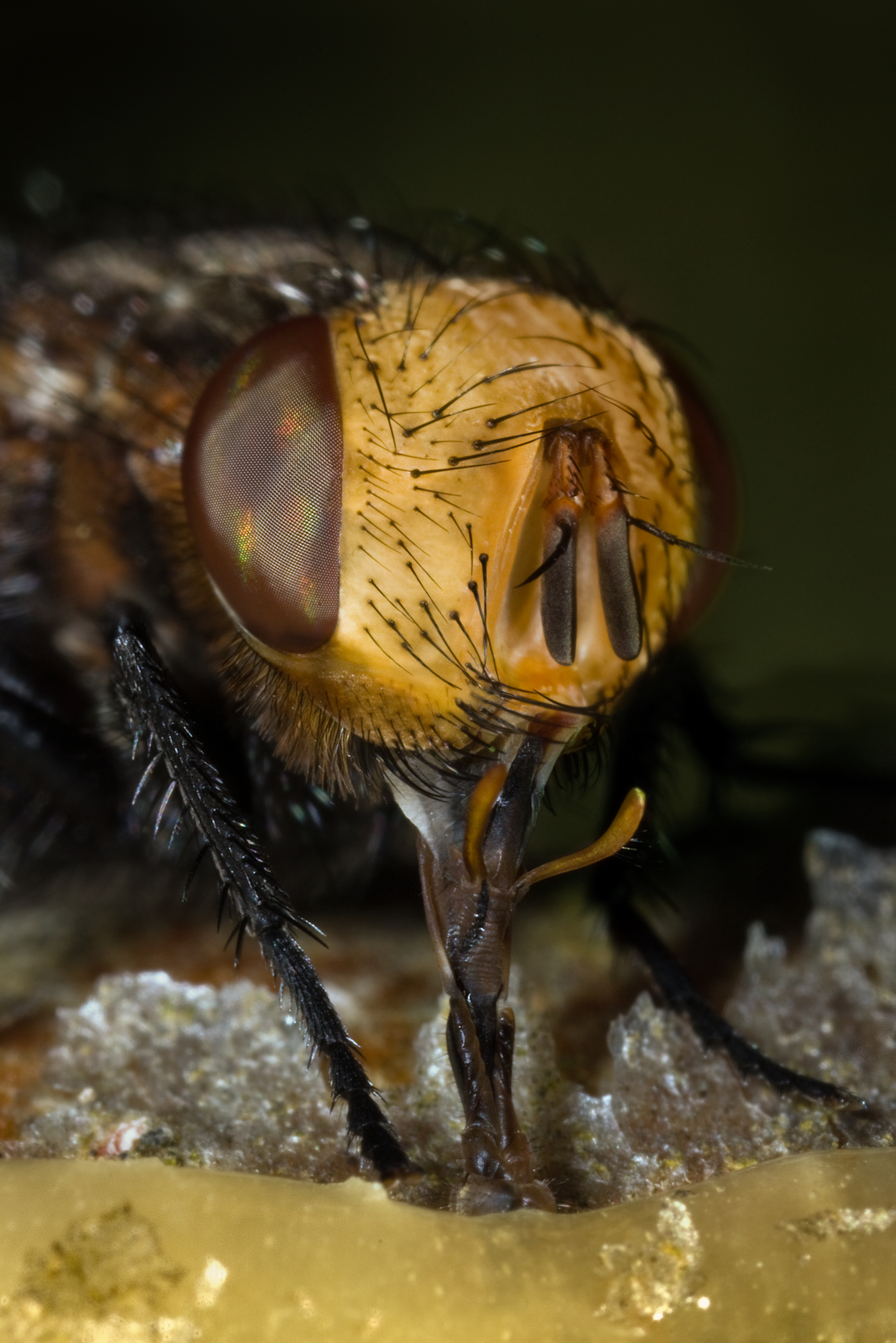 Tachina fly Gonia capitata feeding honey