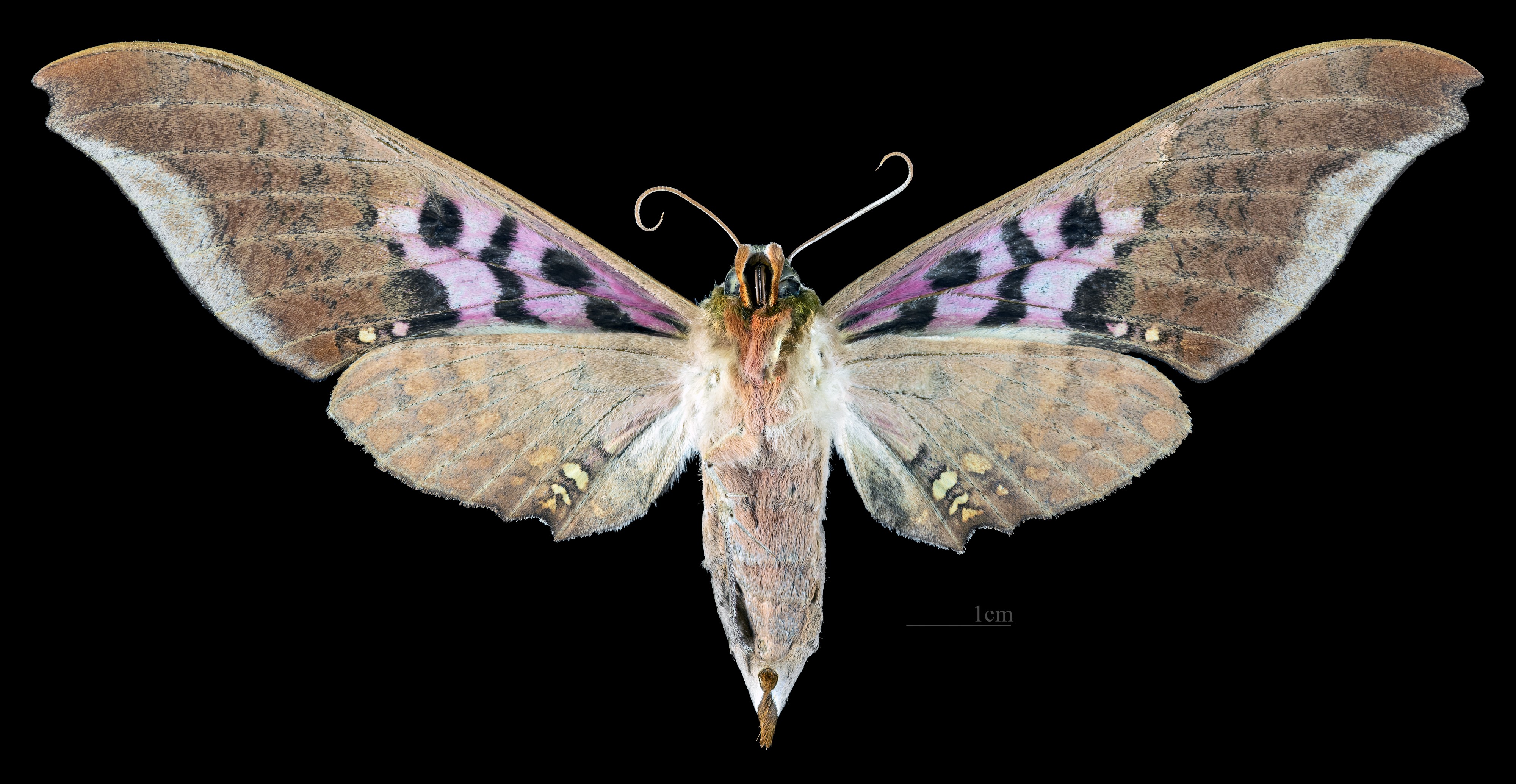 Adhemarius gannascus MHNT CUT 2010 0 281 Alto Palmar Chapare Bolivia female ventral