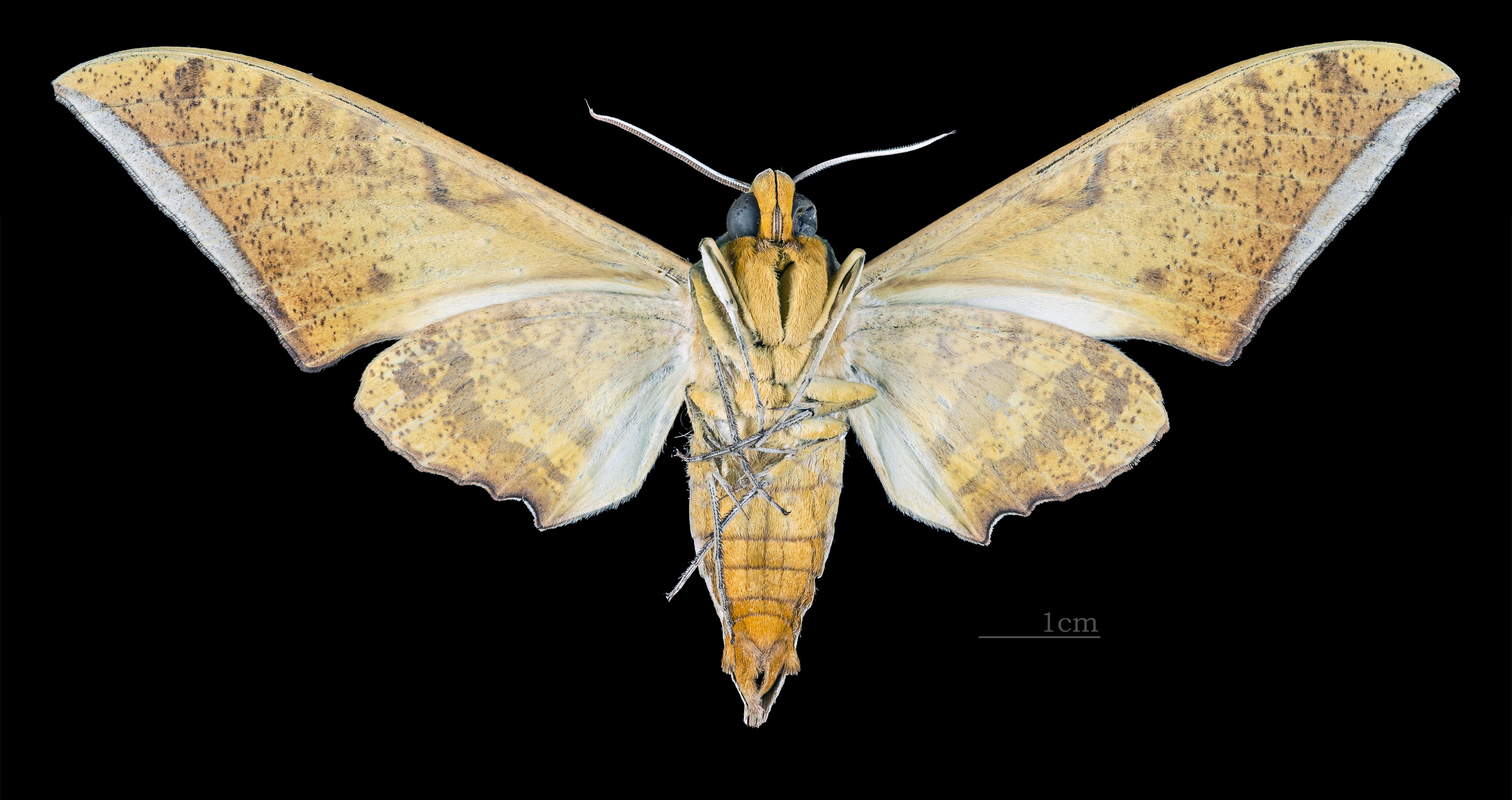 Ambulyx pryeri MHNT CUT 2010 0 174 Sundaland male ventral