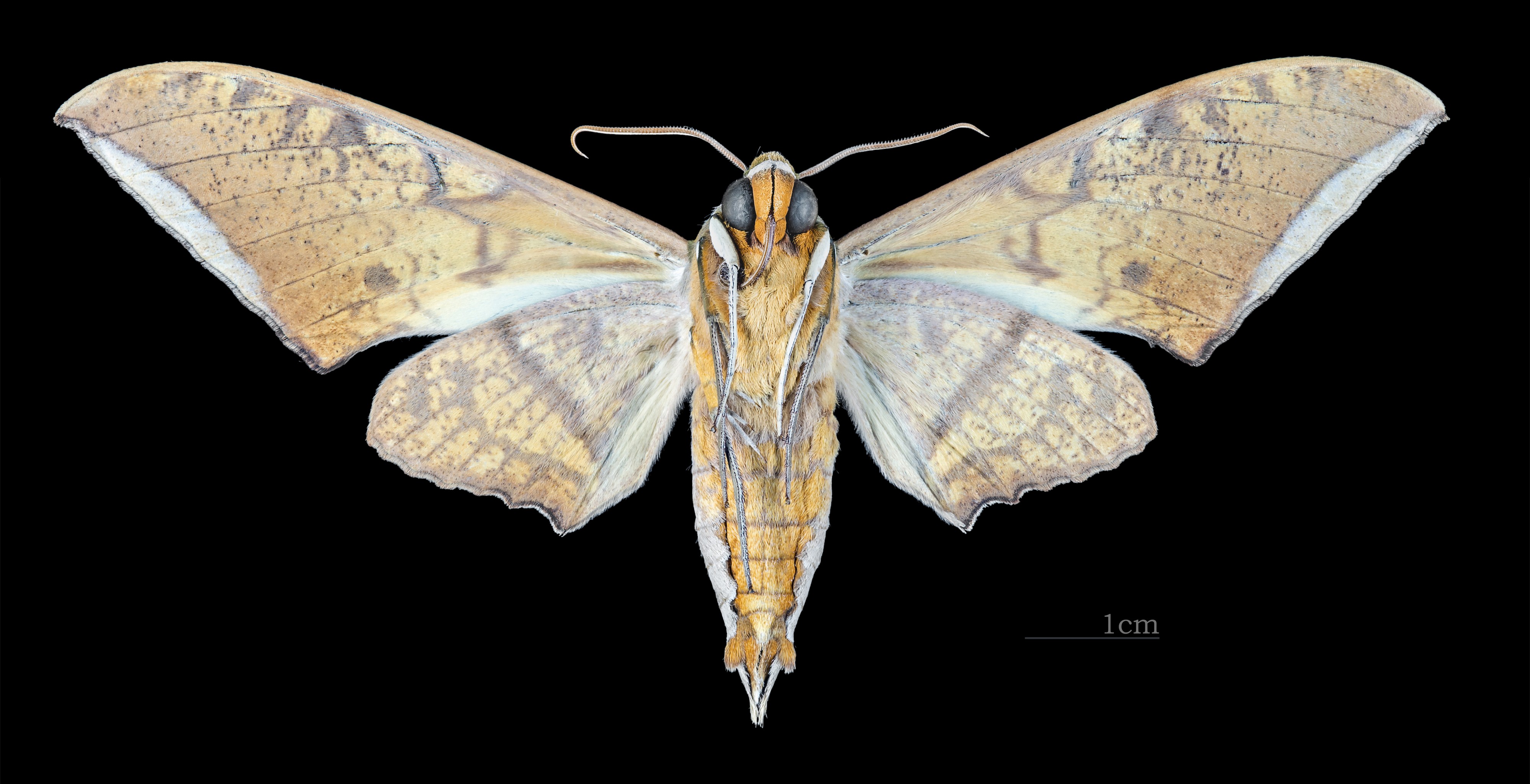 Ambulyx substrigilis substrigilis MHNT CUT 2010 0 158 Cambodia male ventral