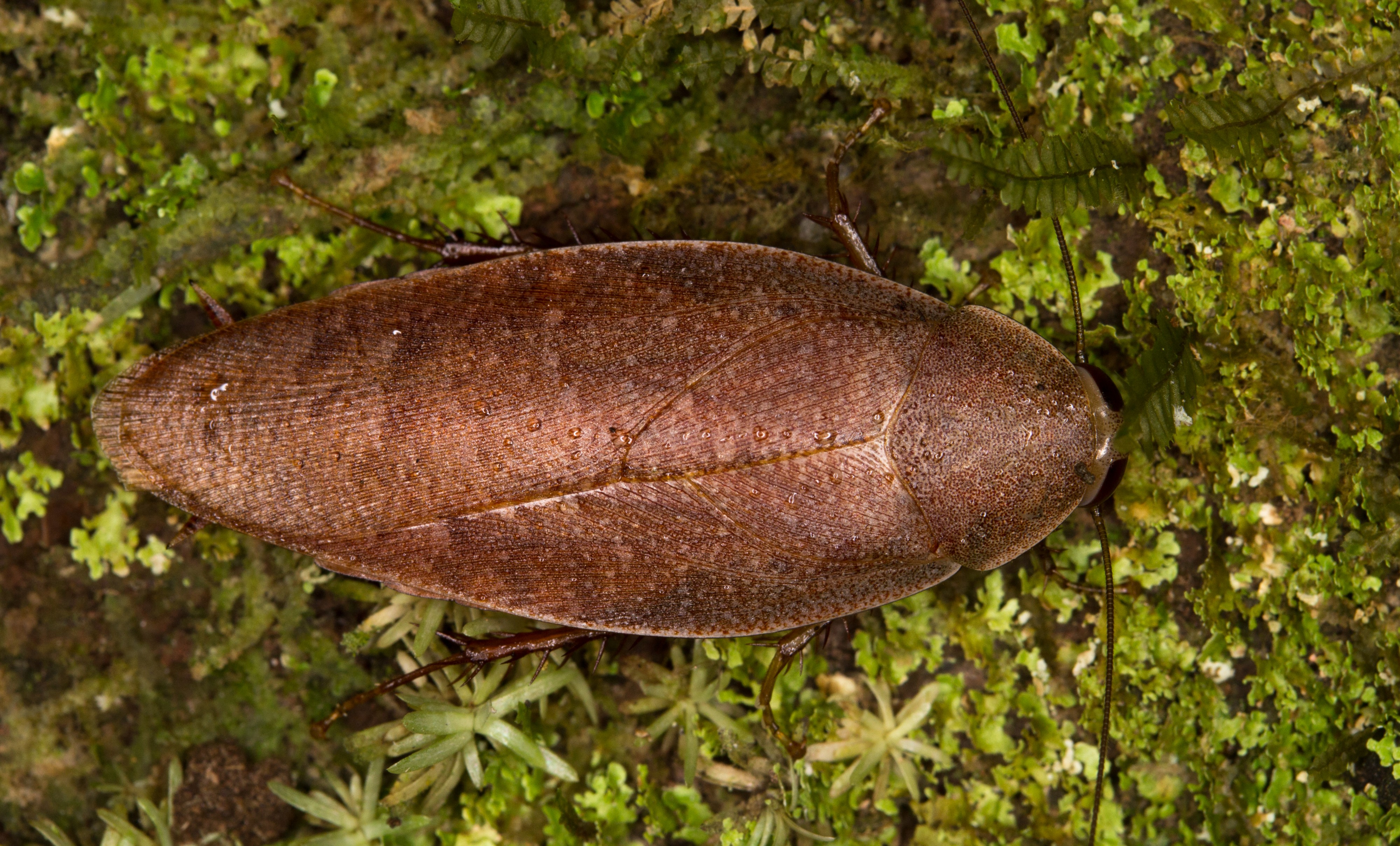 Cockroach from Ecuador (14988450049)