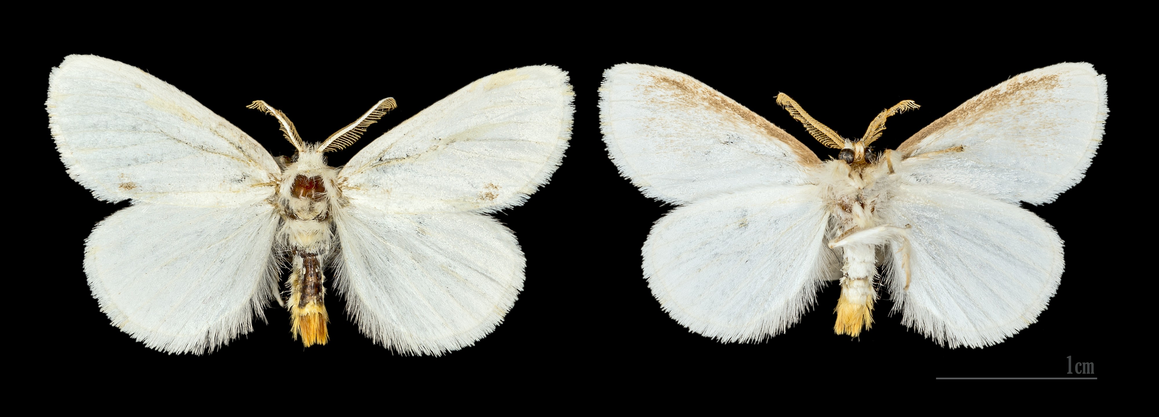Euproctis similis MHNT.CUT.2012.0.357. Les Mathes male