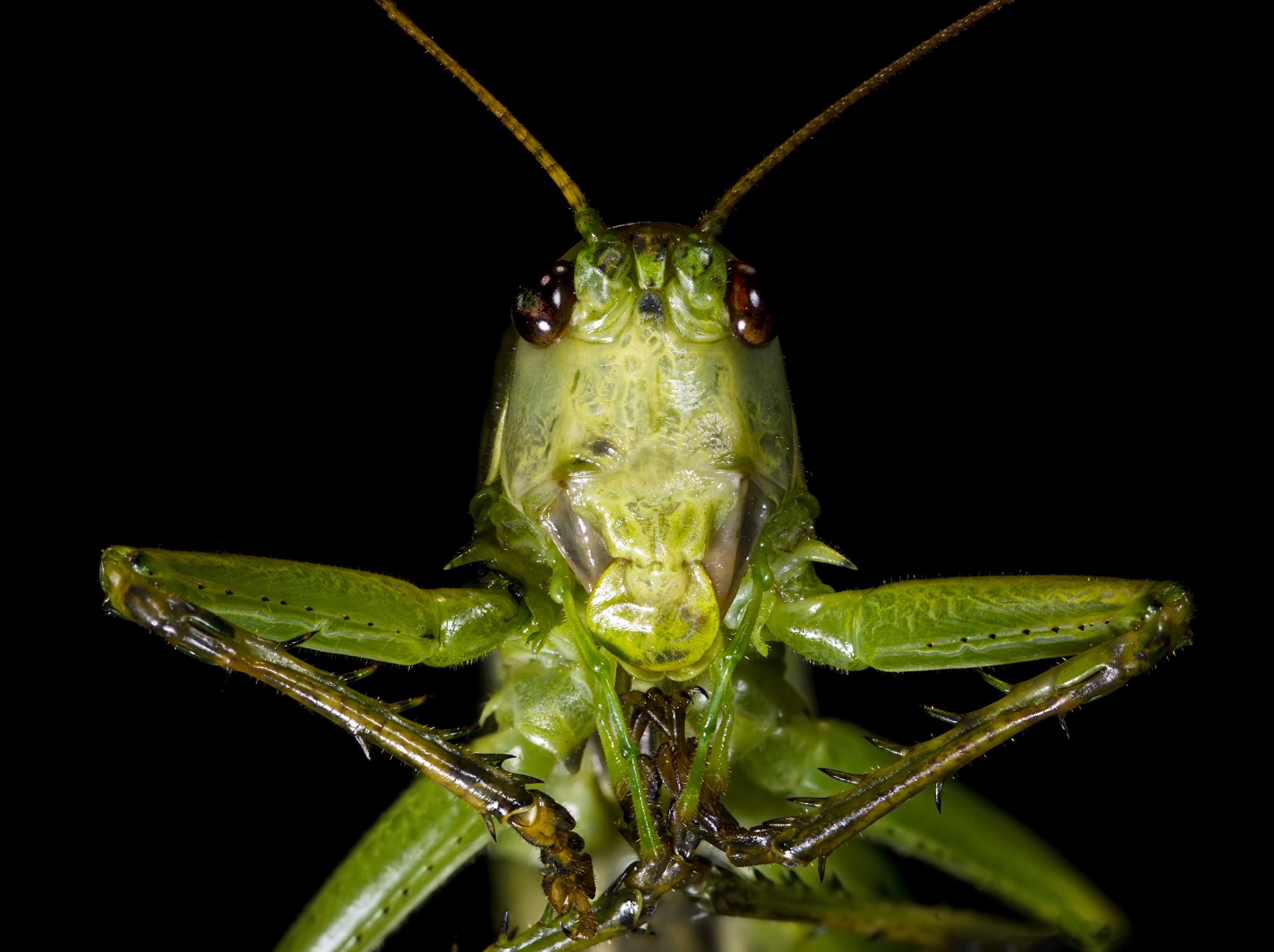 Grande sauterelle verte - Portrait