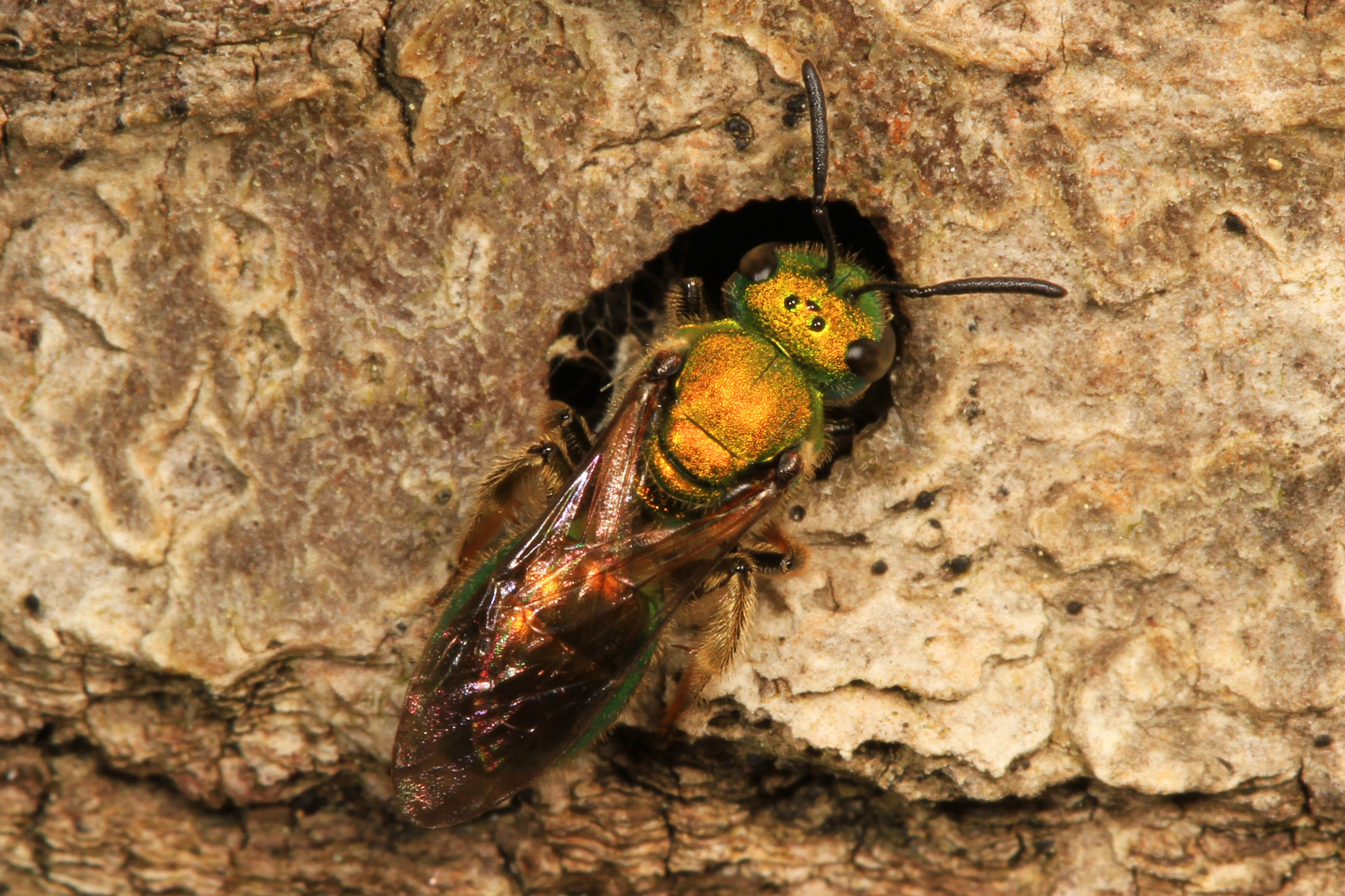 Halictid Bee, Carderock Park, Carderock, Maryland