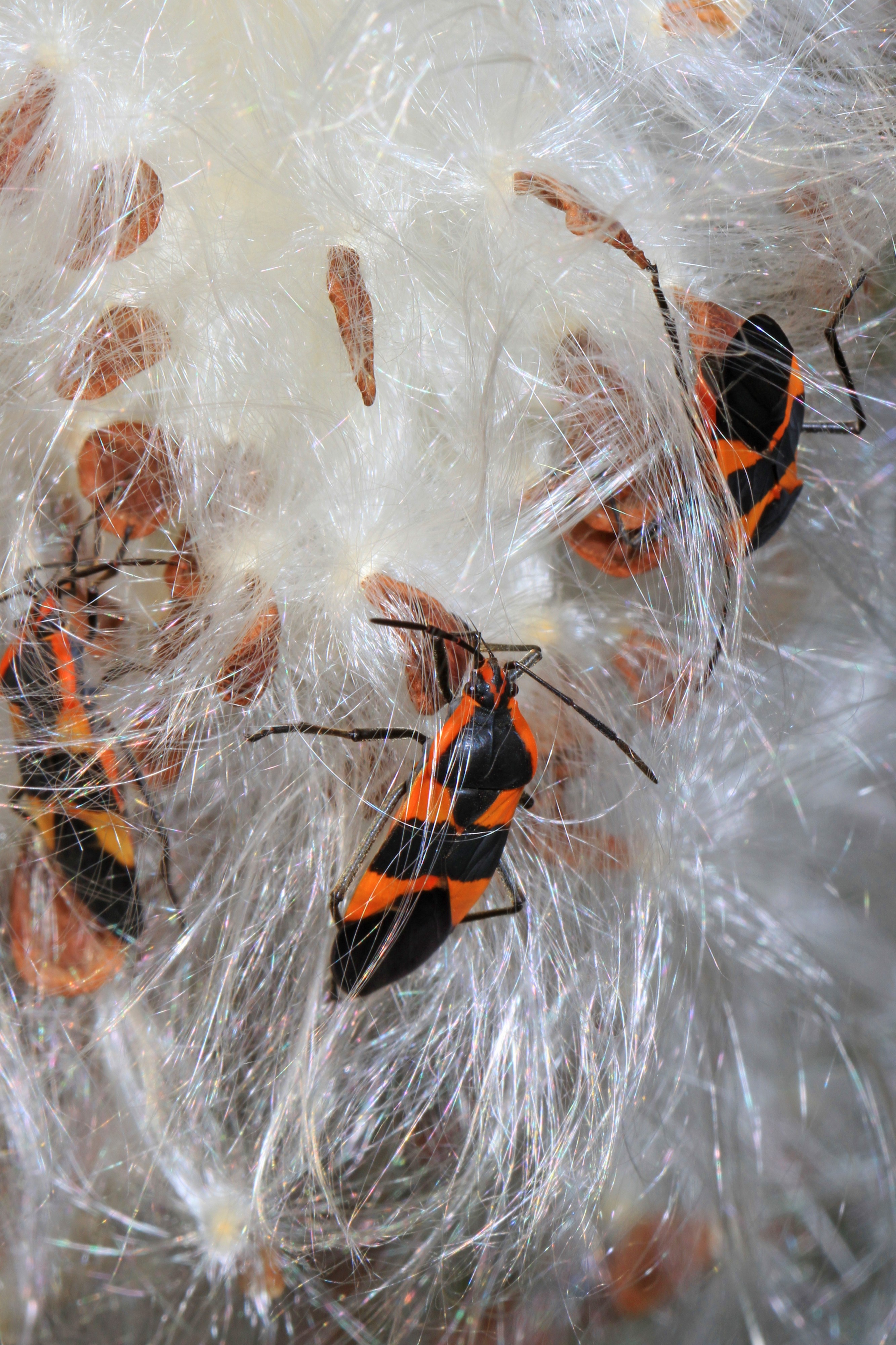 Large Milkweed Bug - Oncopeltus fasciatus, Merrimac Farm Wildlife Management Area, Aden, Virginia