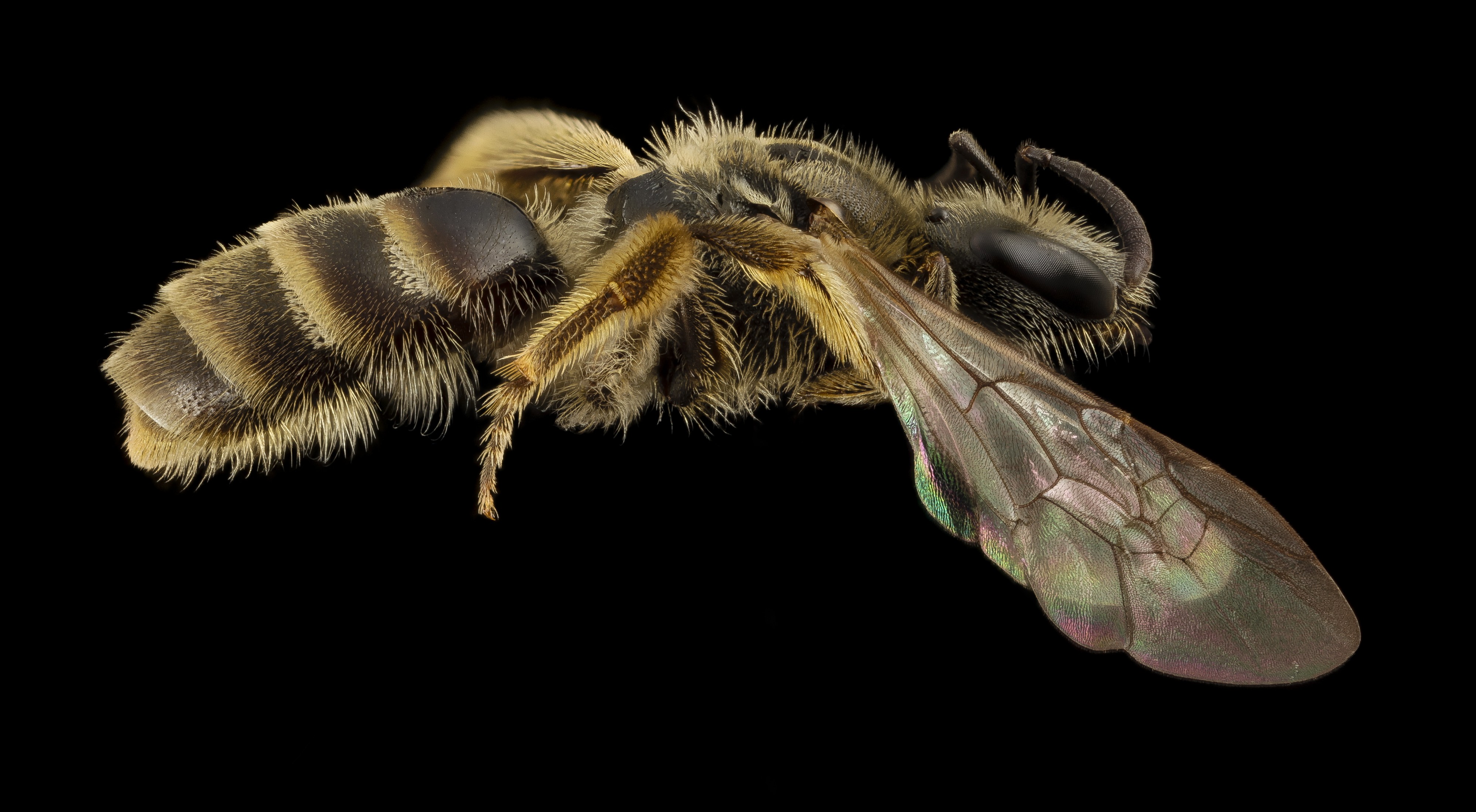 Lasioglossum albipes, f, france, side 2014-11-02-00.26.07 ZS PMax (15775195945)