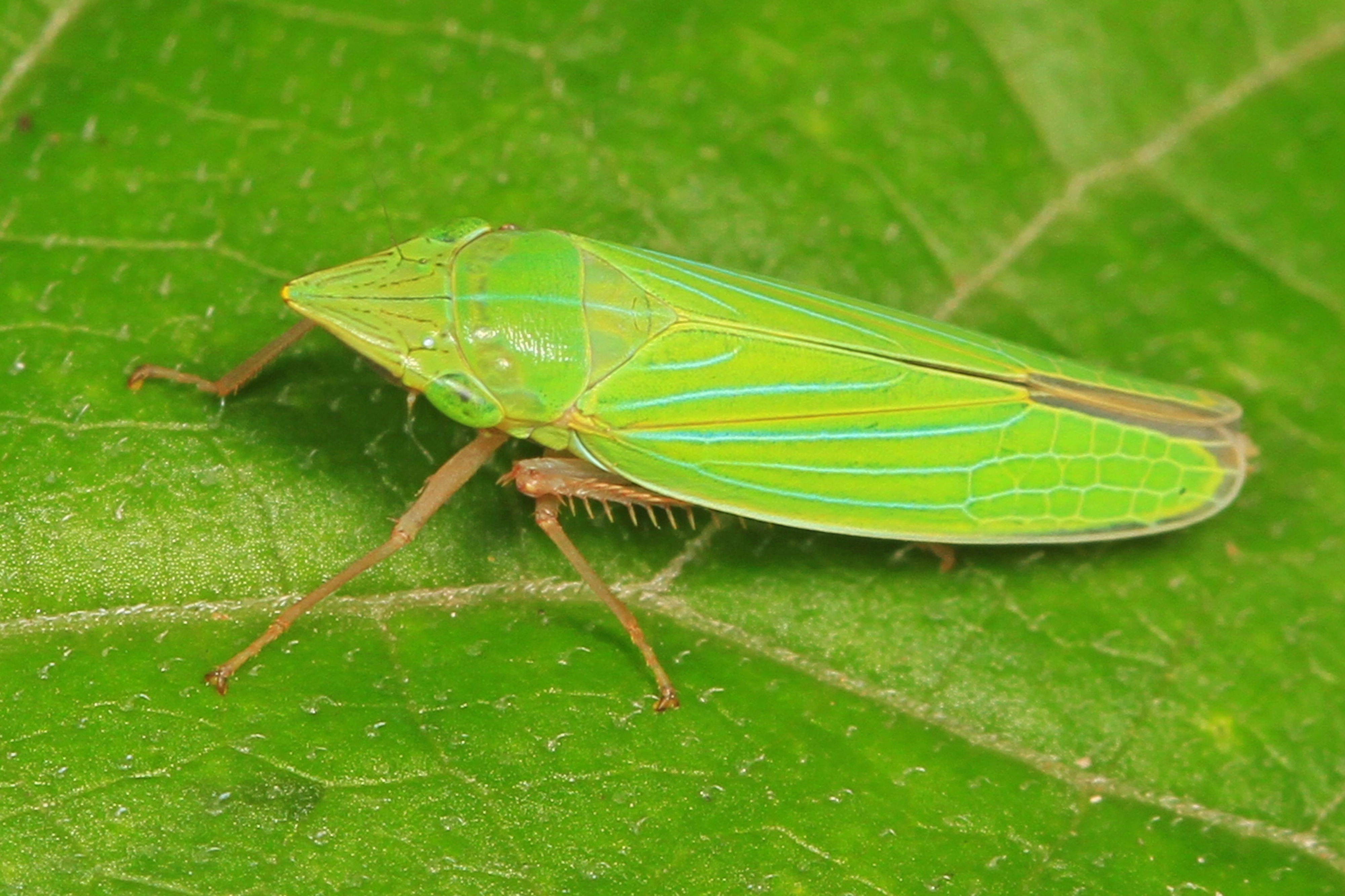 Leafhopper - Draeculacephala antica, Lock 7, C & O Canal National Historic Park, Cabin John, Maryland