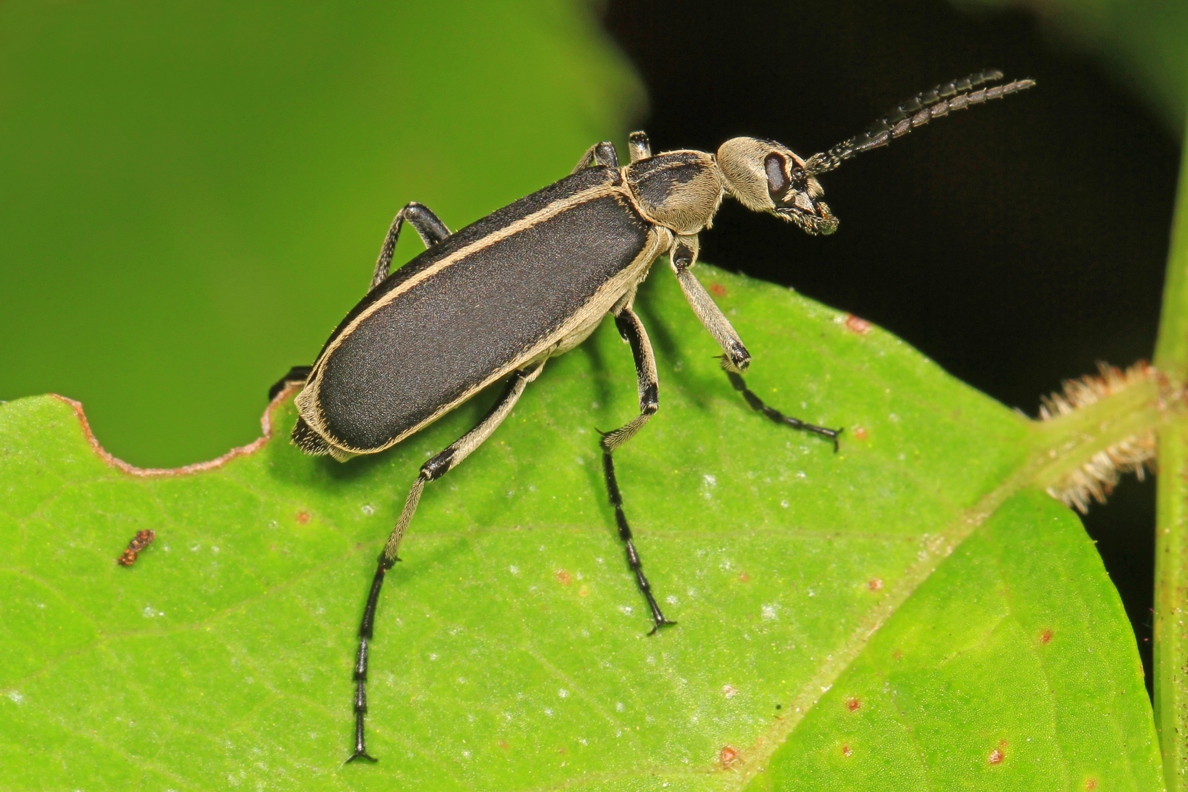Margined Blister Beetle - Epicauta funebris, Meadowood Farm SRMA, Mason Neck, Virginia