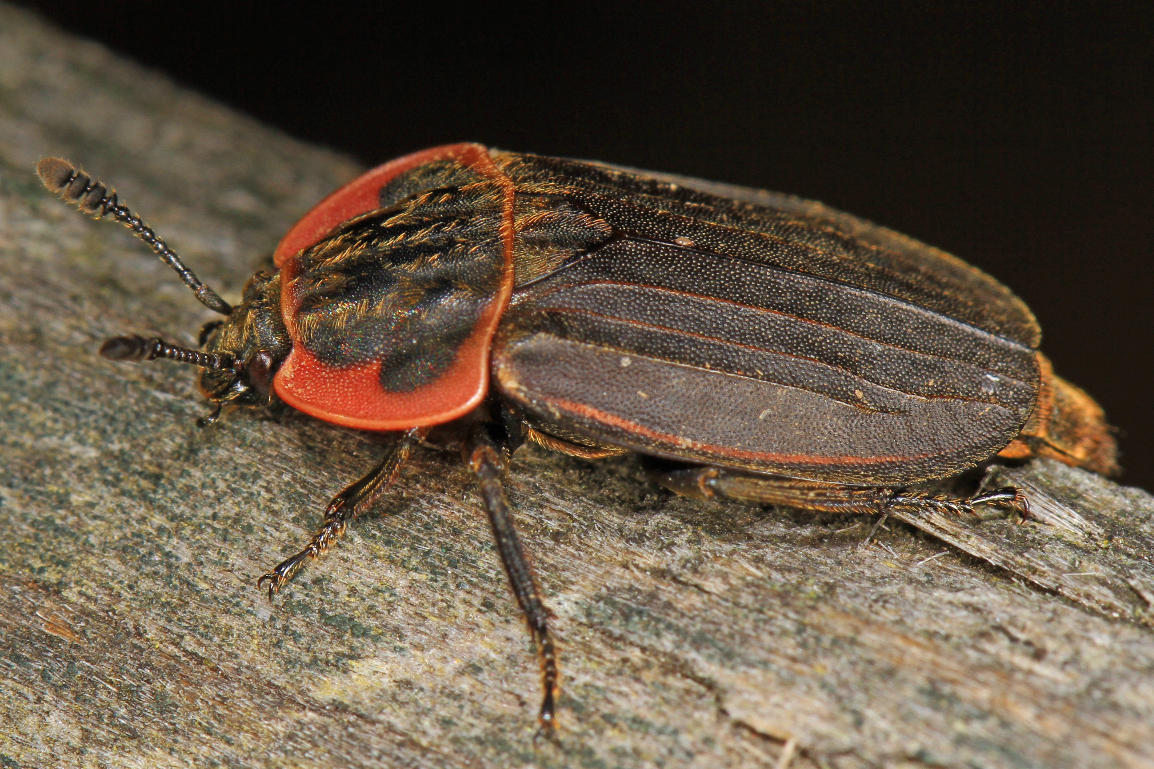 Margined Carrion Beetle - Oiceoptoma noveboracense, Leesylvania State Park, Woodbridge, Virginia