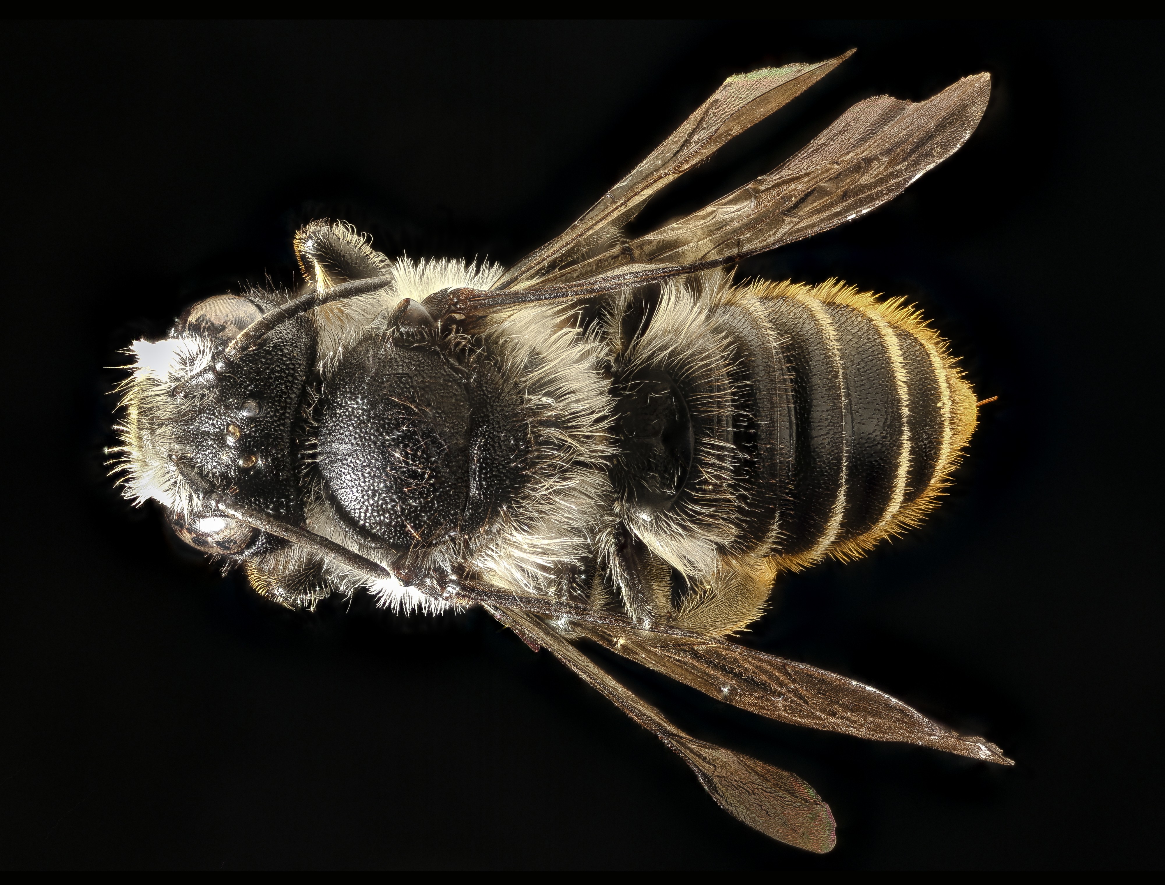 Megachile relativa, female, back, Mariposa, Ca, 2017-07-13-16.10 (36278664951)