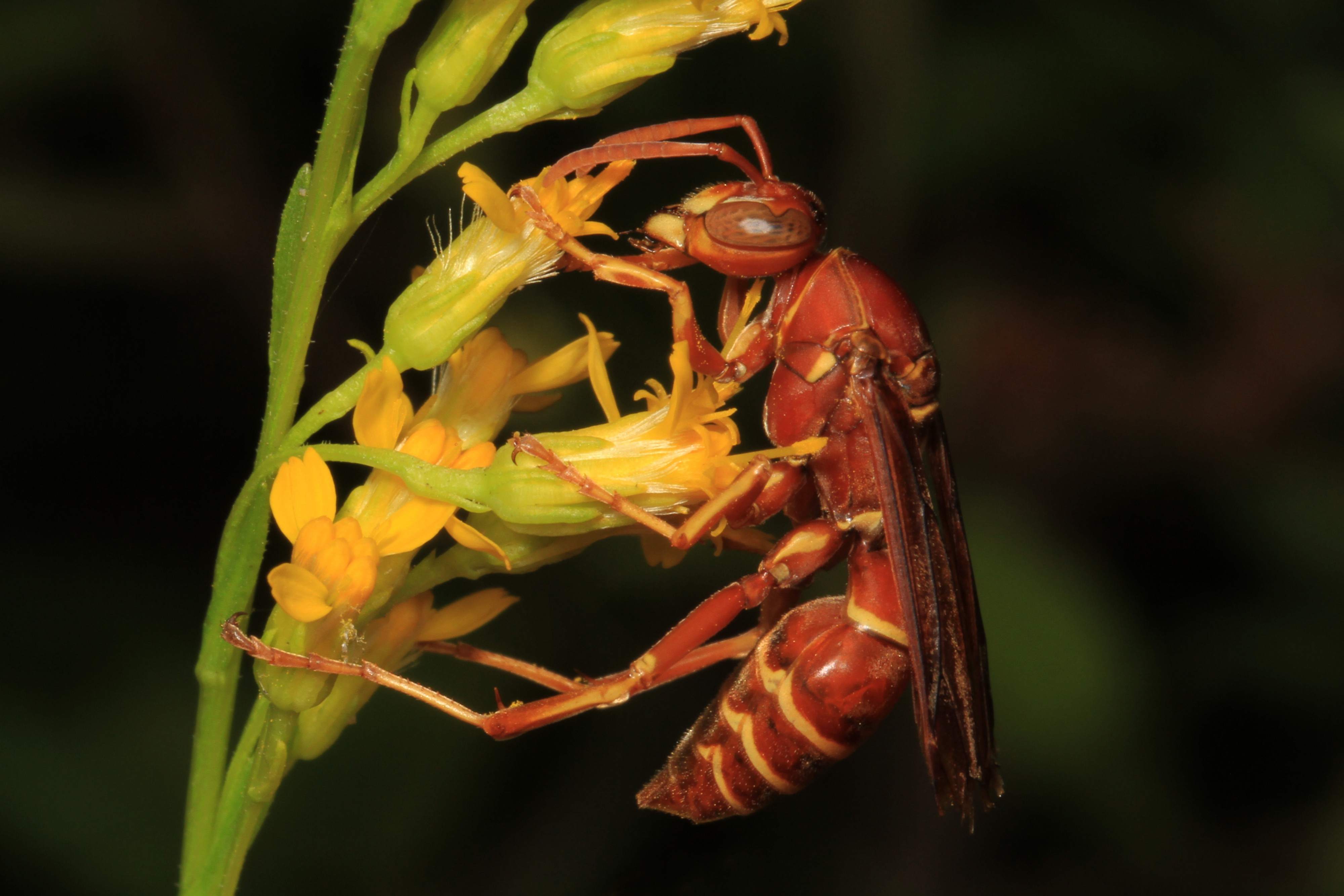 Paper Wasp - Polistes bellicosus, Everglades National Park, Homestead, Florida