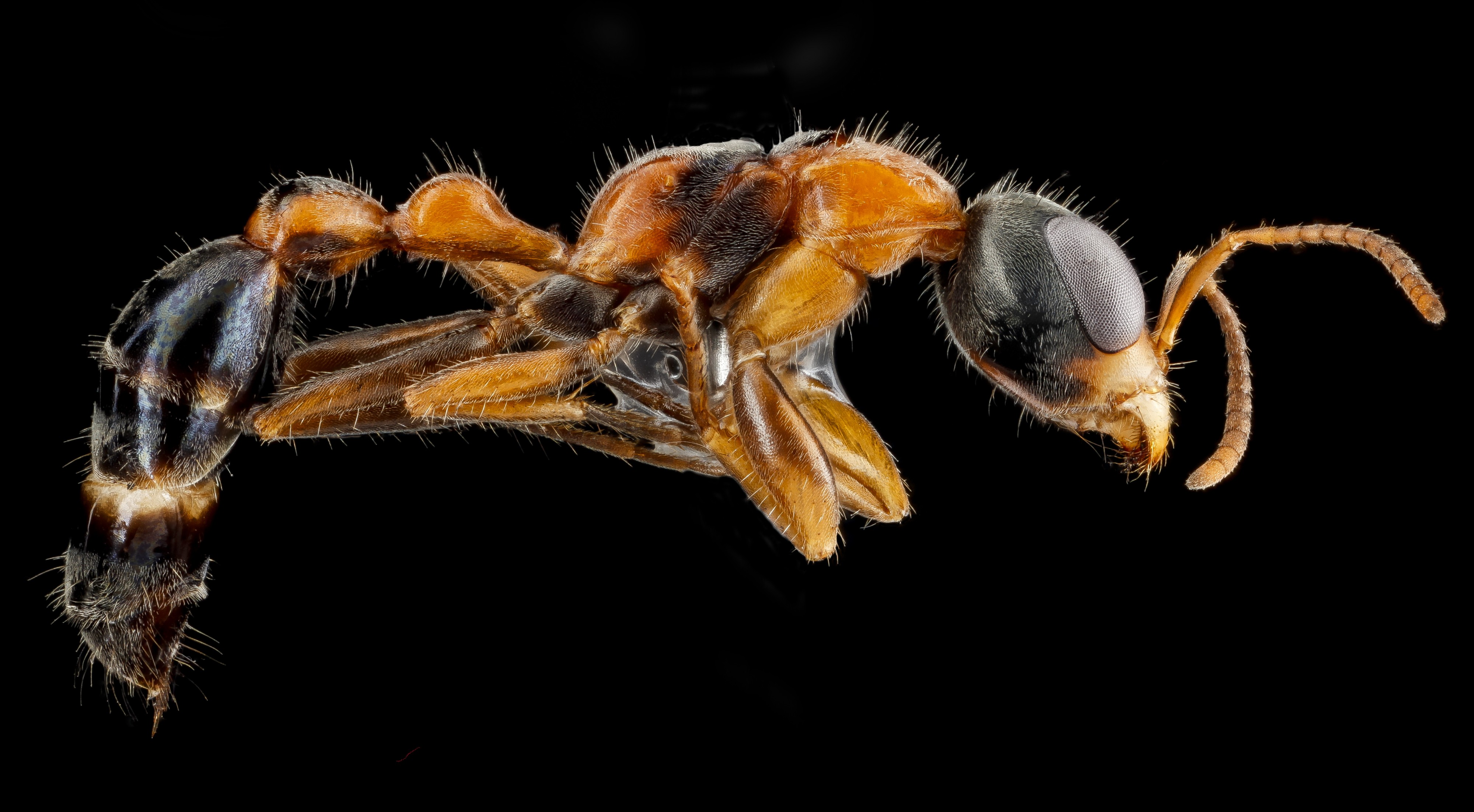 Pseudomyrmex gracilis from Biscayne National Park, Florida - USGS Bee Inventory and Monitoring Laboratory