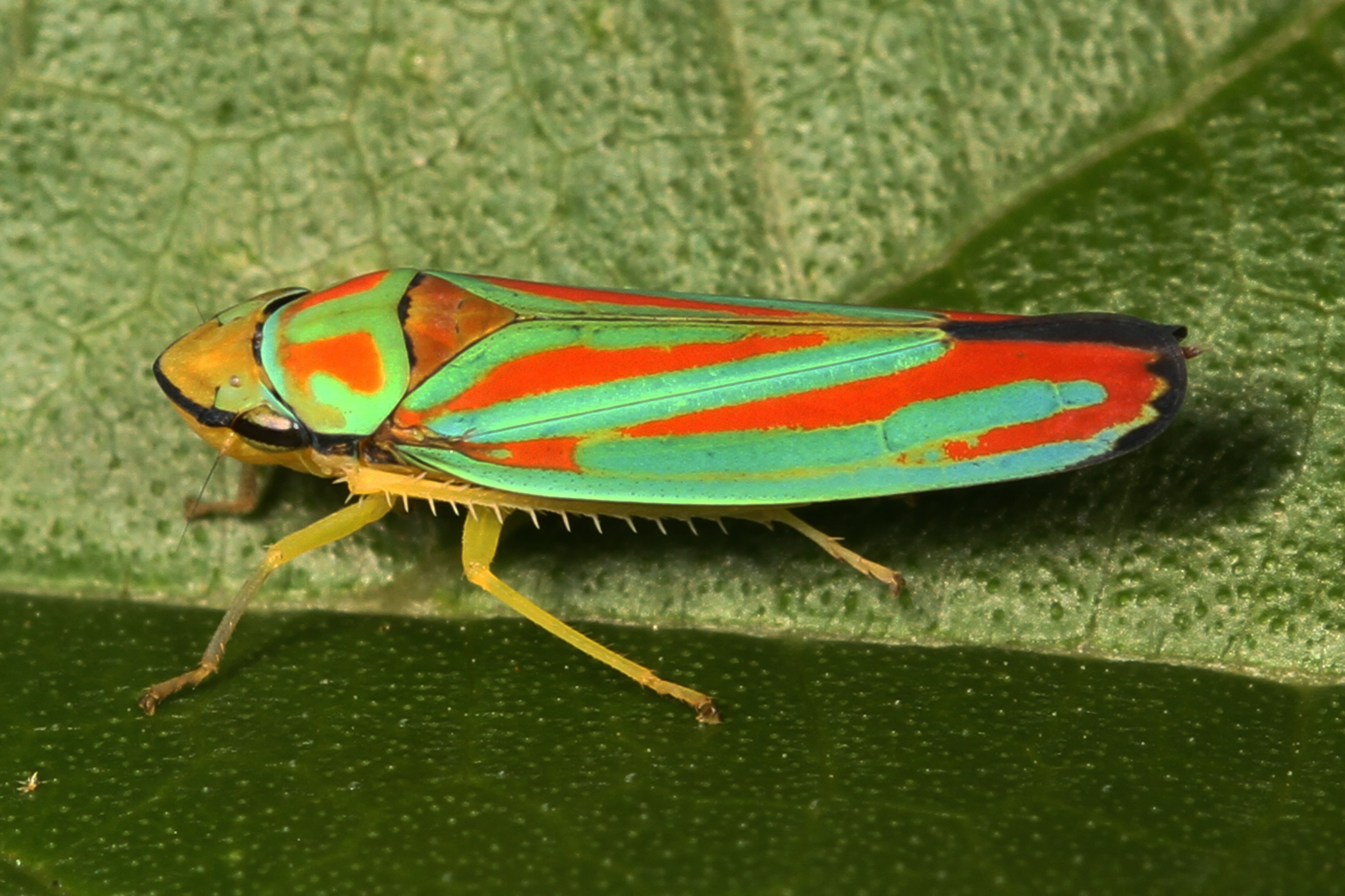 Red-banded Leafhopper - Graphocephala coccinea, Woodbridge, Virginia