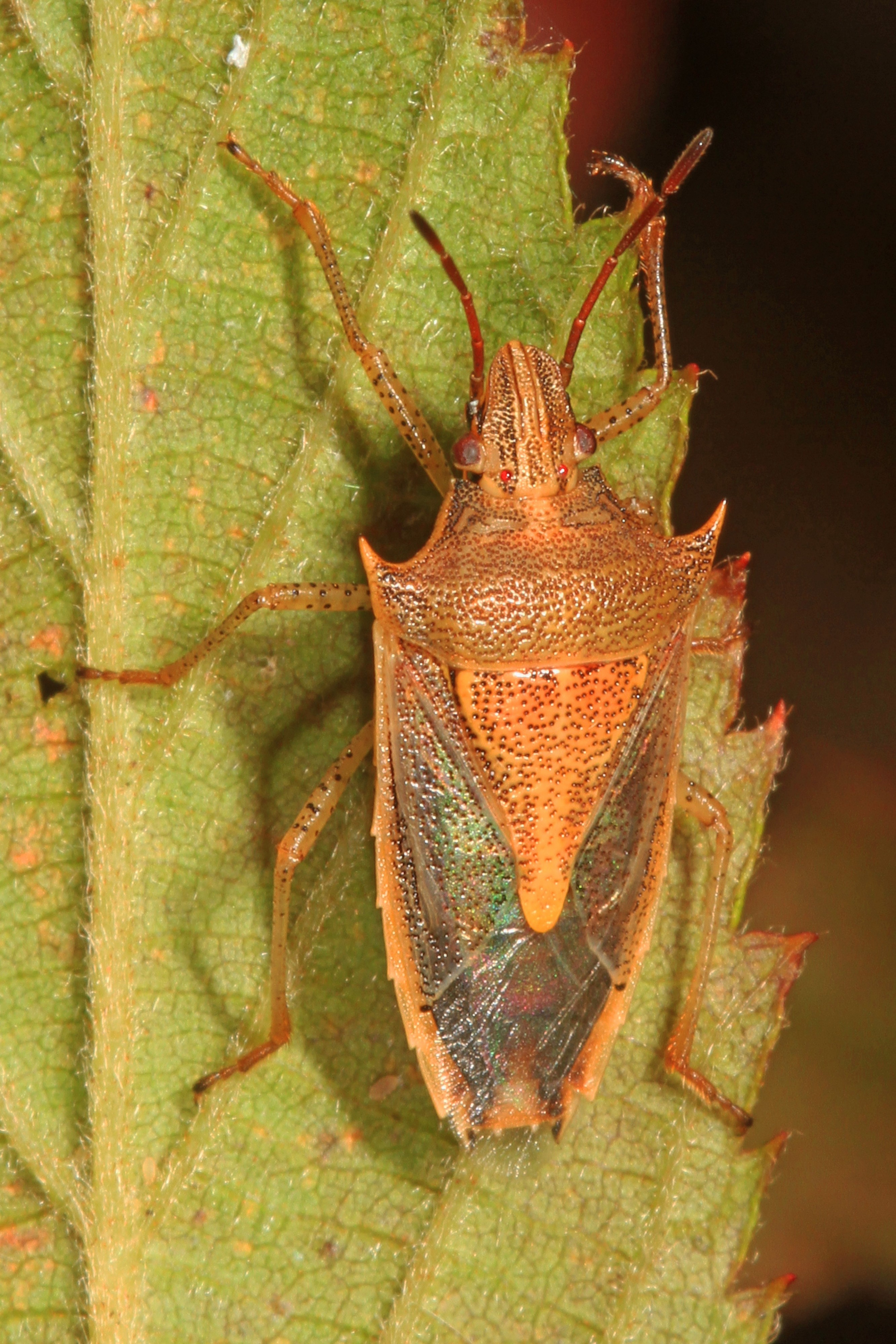 Rice Stink Bug - Oebalus pugnax, Colchester Park, Mason Neck, Virginia - 30239658984