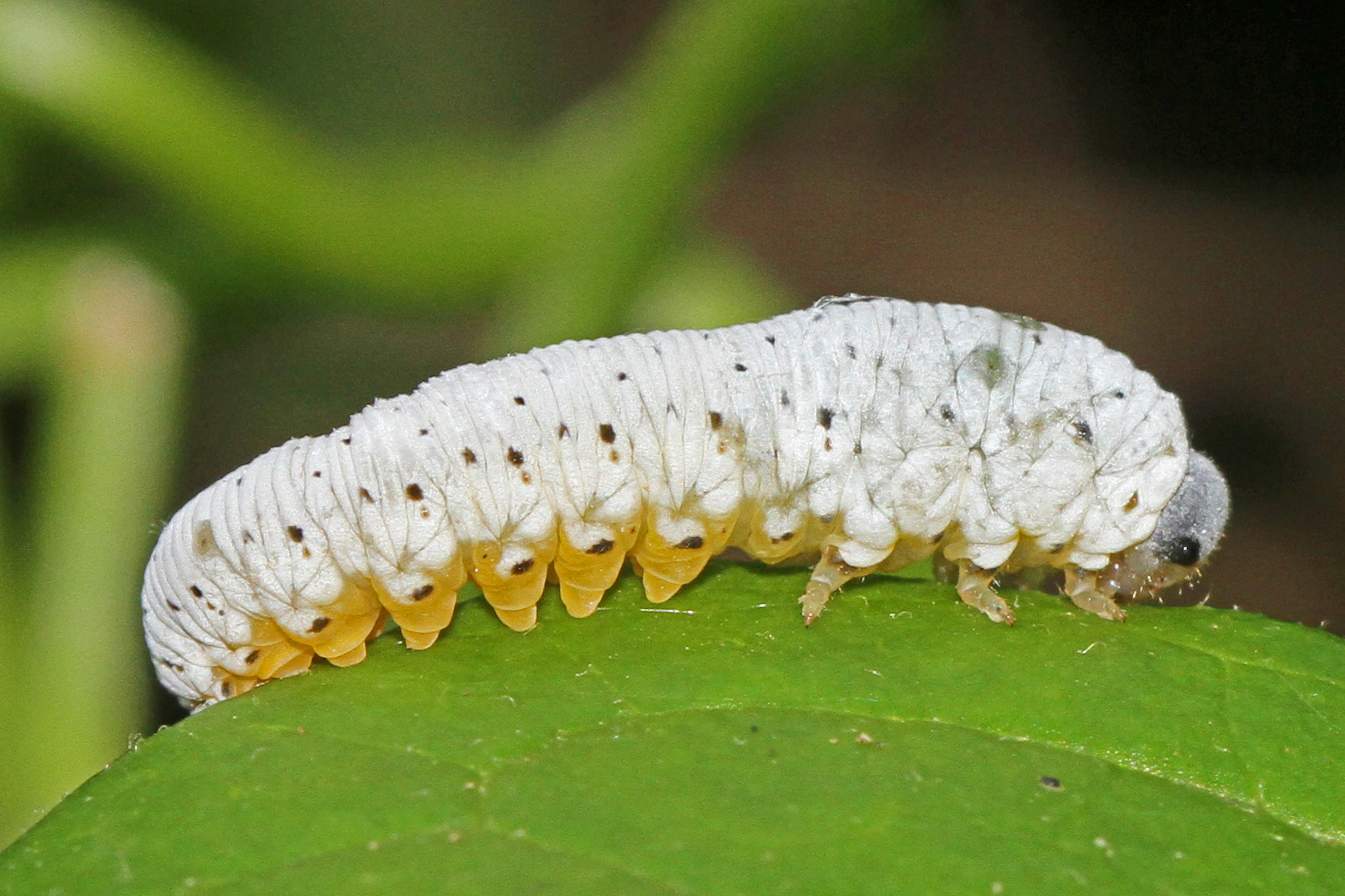 Sawfly larva - ?, Leesylvania State Park, Virginia