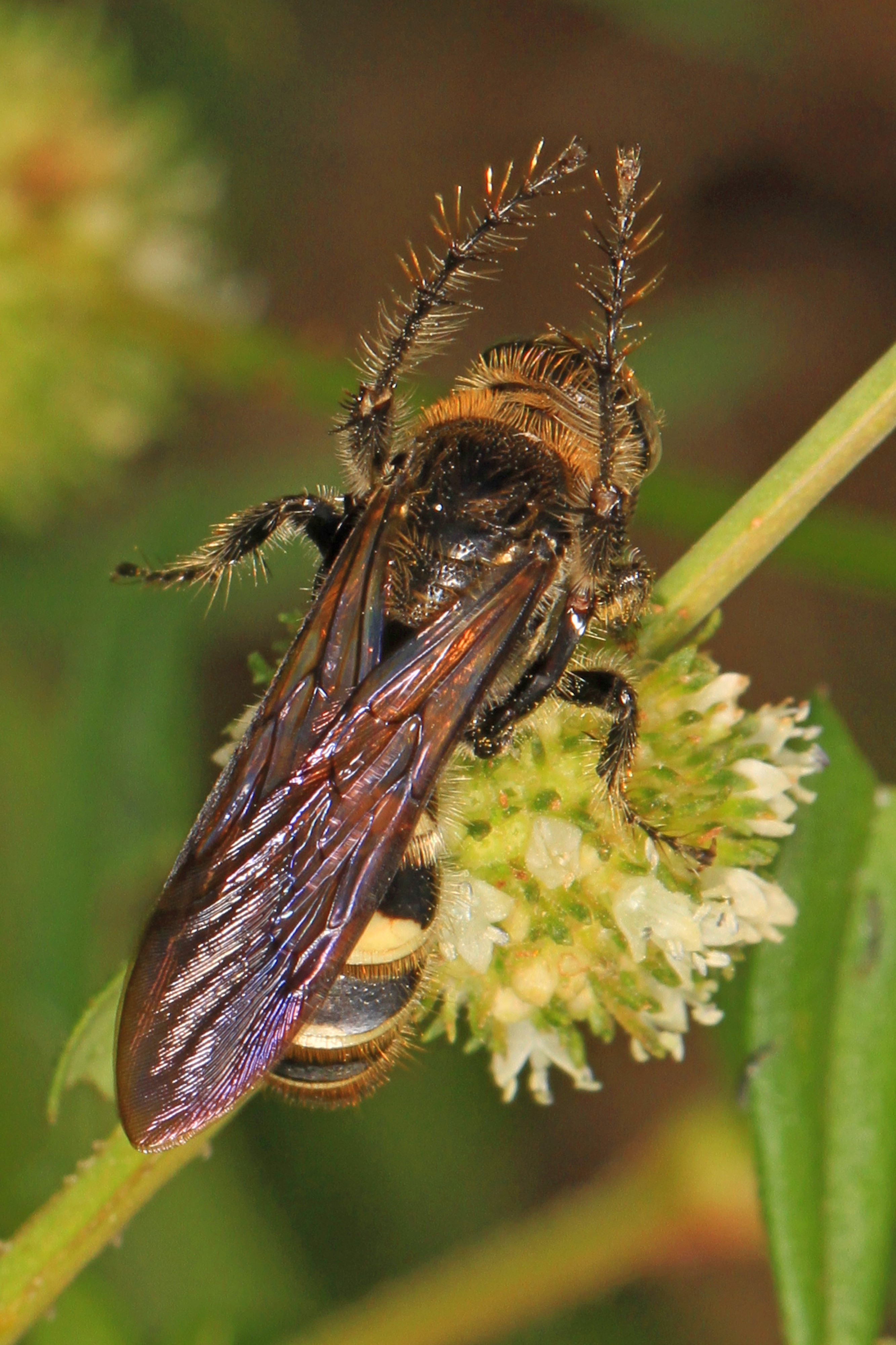 Scoliid Wasp - Campsomeris plumipes, Okaloacoochee Slough State Forest, Felda, Florida