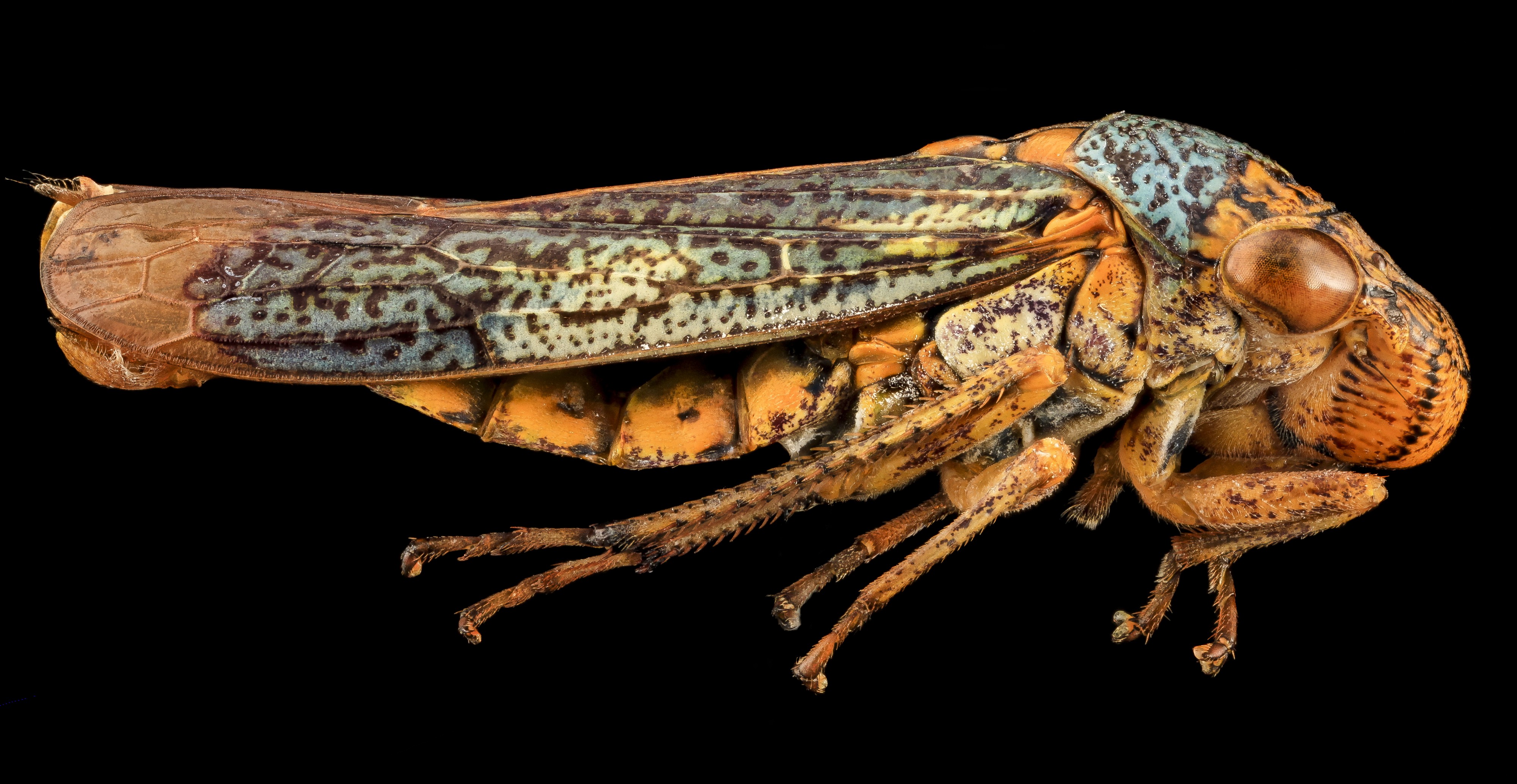 Sharpshooter, U, Side, MD, PG County 2013-08-05-18.12.40 ZS PMax (9472763125)