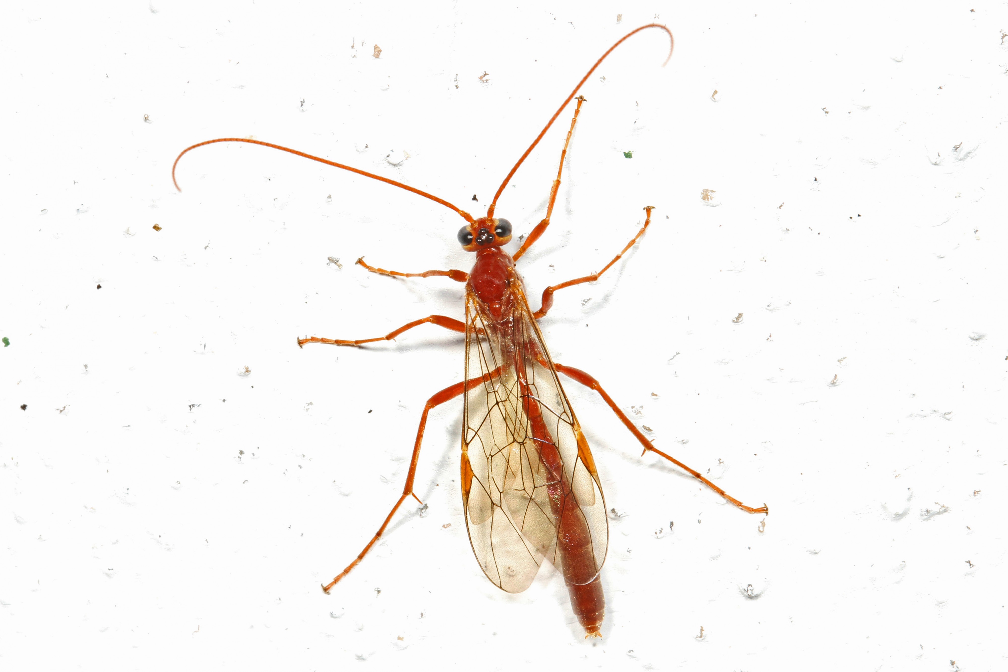 Short-tailed Ichneumon Wasp - Ophion, Woodbridge, Virginia - 8659484537